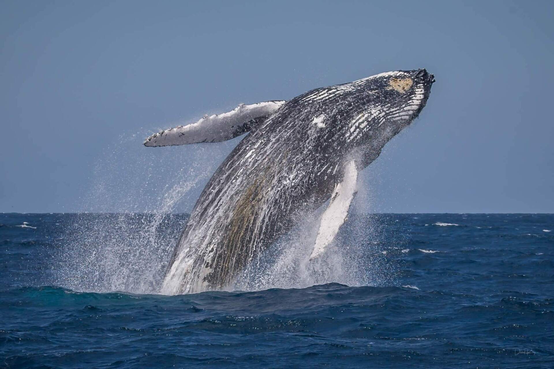Whale watching in Tathra