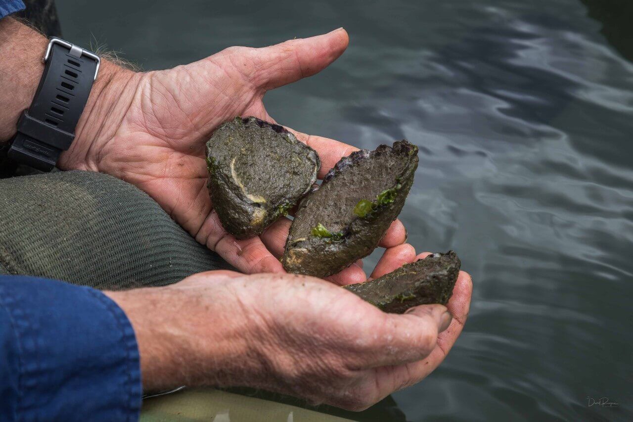 Wilderness oysters in Tathra