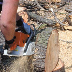 tree-surgeon-cheltenham-gloucestershire-paul-lane-tree-chop-detail-