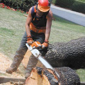 tree-surgery-gloucester-gloucestershire-paul-lane-tree-chainsawn- tree-surgery-gloucester-gloucestershire-paul-lane-tree-chainsawn-
