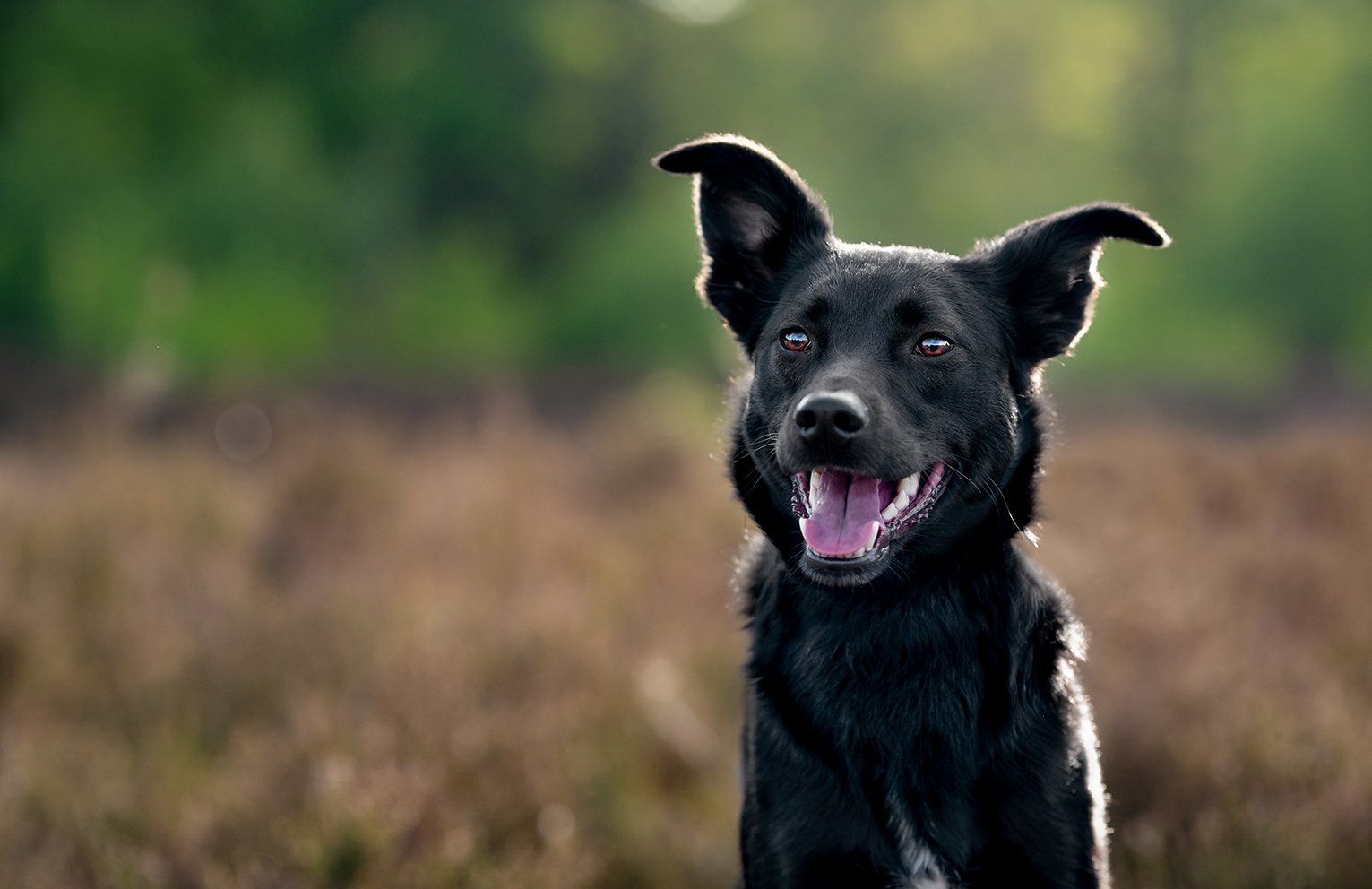 Baas en Beest Fotografie, huisdieren fotografie, huisdieren fotograaf, honden fotografie, honden fotograaf