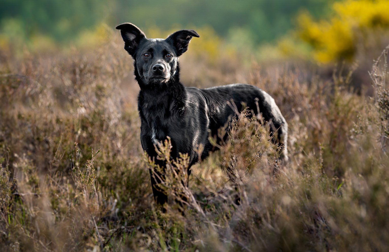 Baas en Beest Fotografie, huisdieren fotografie, huisdieren fotograaf, honden fotografie, honden fotograaf
