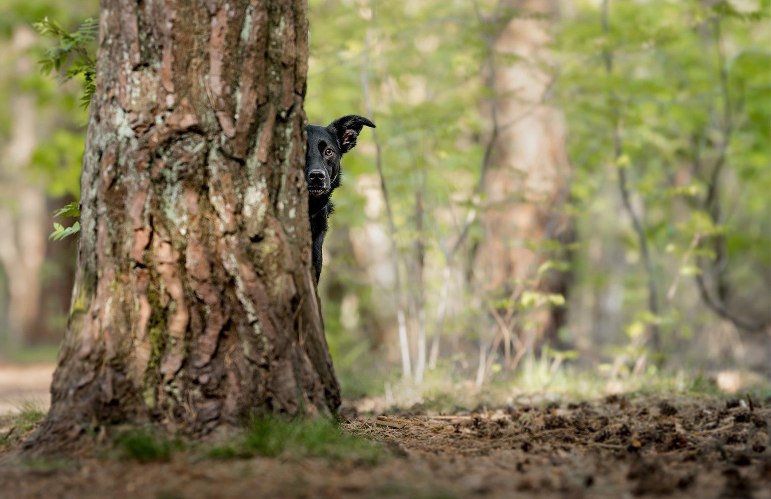 Baas en Beest Fotografie, huisdieren fotografie, huisdieren fotograaf, honden fotografie, honden fotograaf