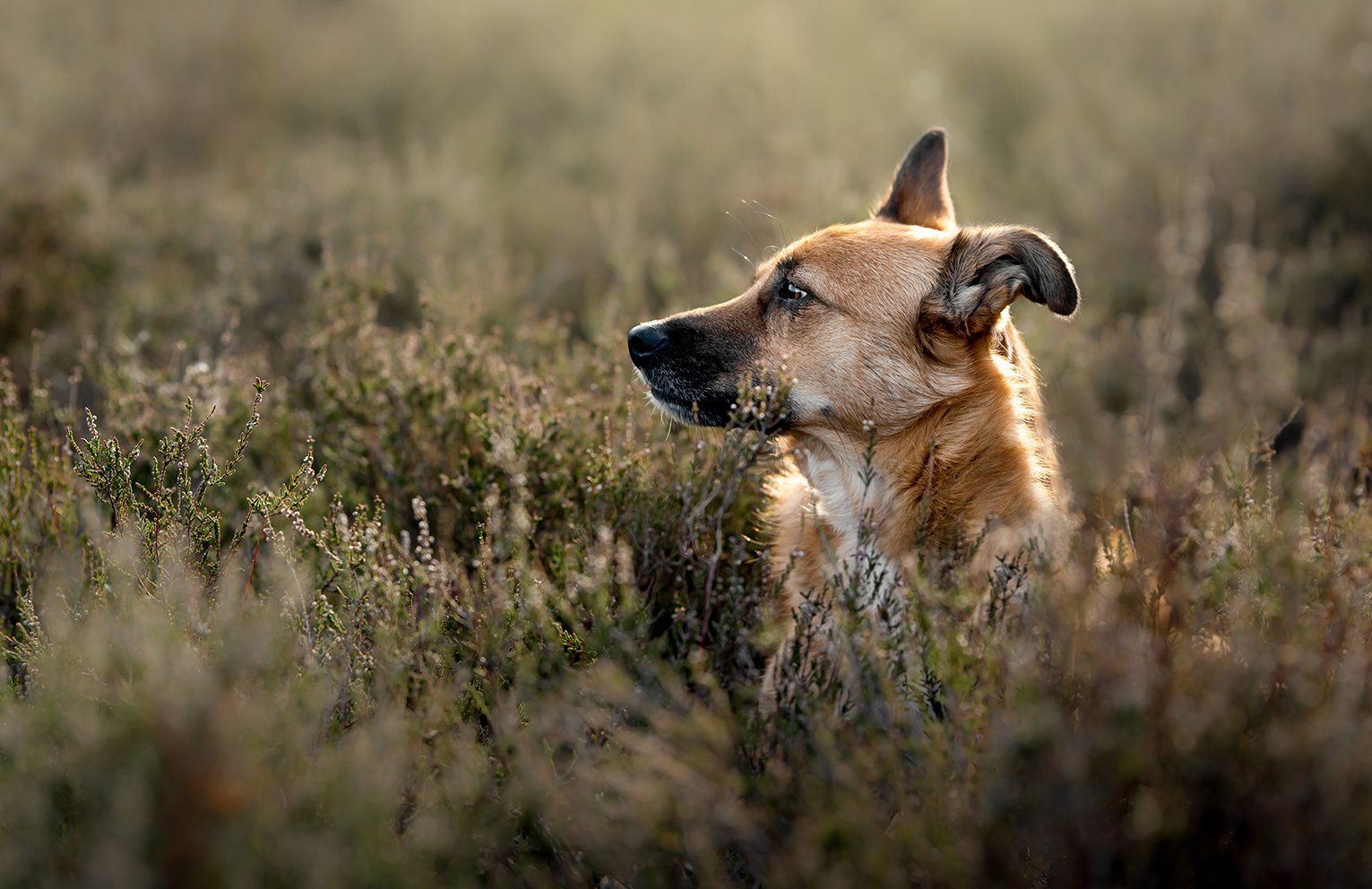 Baas en Beest Fotografie, huisdieren fotografie, huisdieren fotograaf, honden fotografie, honden fotograaf