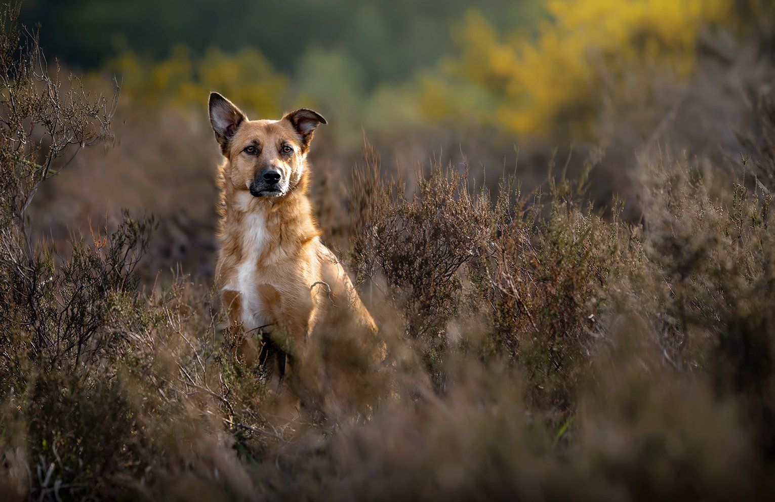 Baas en Beest Fotografie, huisdieren fotografie, huisdieren fotograaf, honden fotografie, honden fotograaf