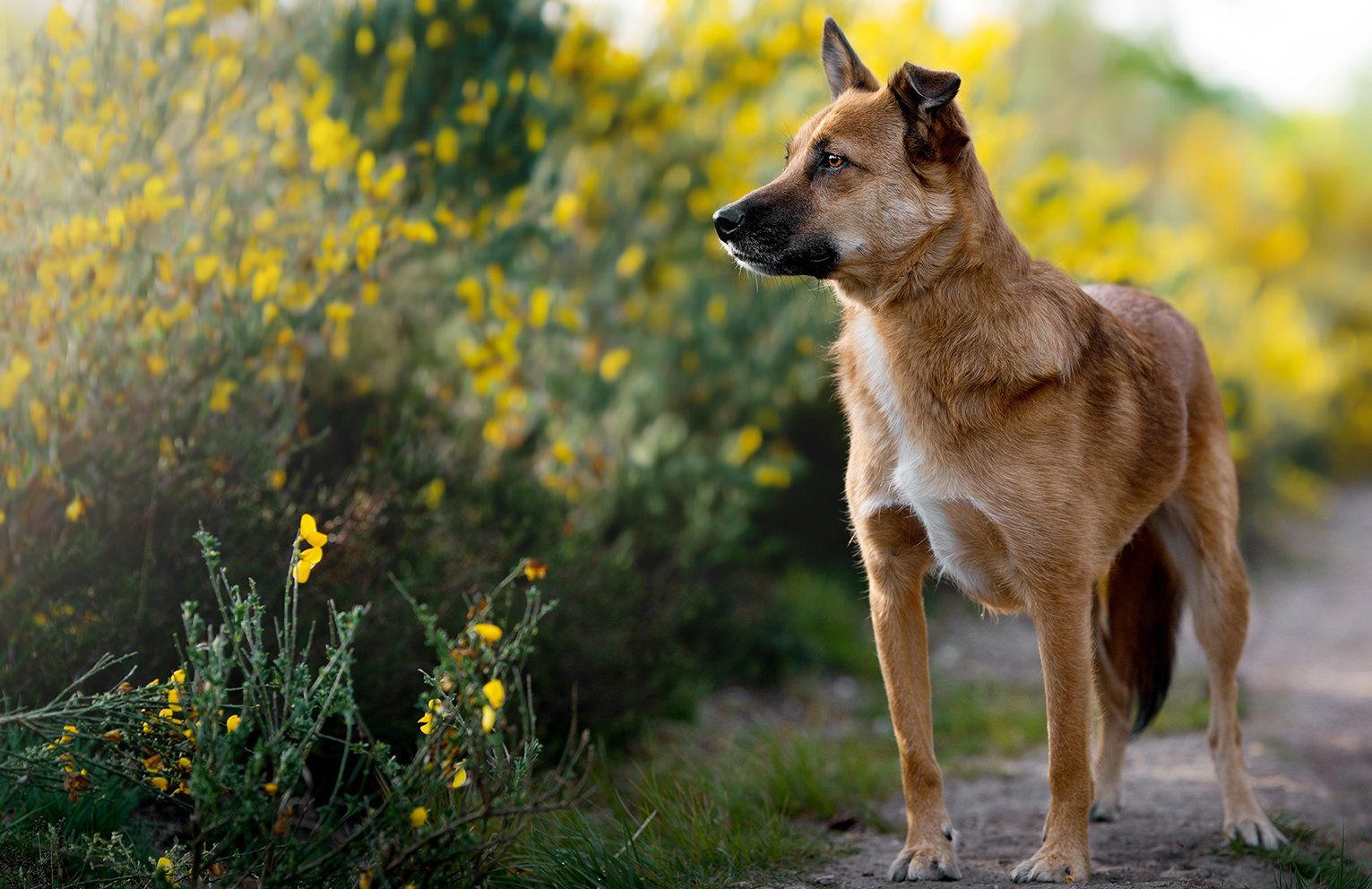 Baas en Beest Fotografie, huisdieren fotografie, huisdieren fotograaf, honden fotografie, honden fotograaf