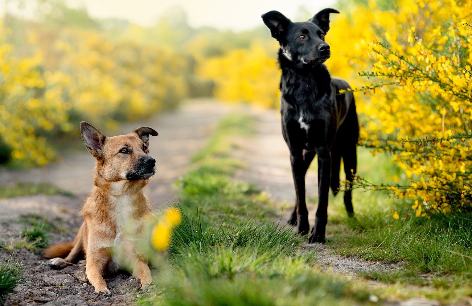 Baas en Beest Fotografie, huisdieren fotografie, huisdieren fotograaf, honden fotografie, honden fotograaf