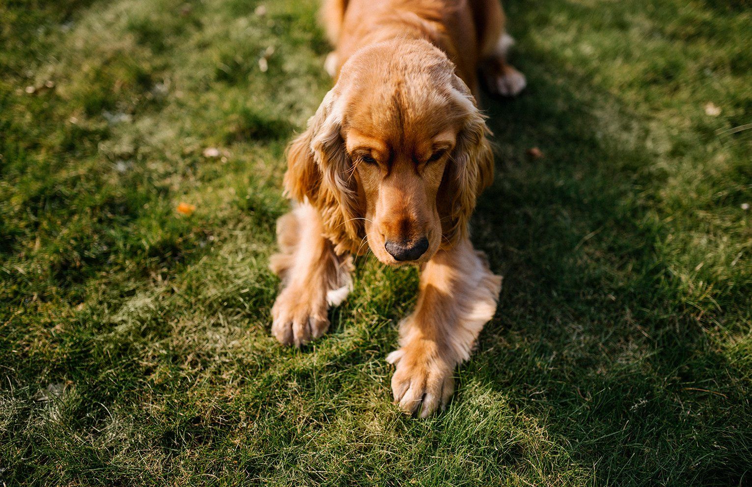 Baas en Beest Fotografie, huisdieren fotografie, huisdieren fotograaf, honden fotografie, honden fotograaf