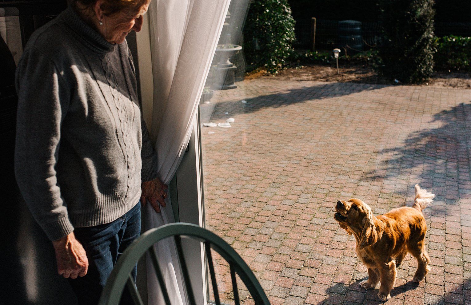 Baas en Beest Fotografie, huisdieren fotografie, huisdieren fotograaf, honden fotografie, honden fotograaf