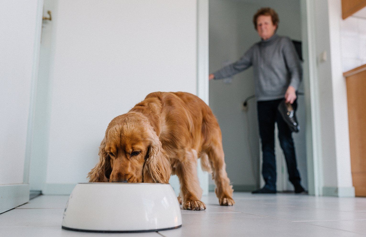 Baas en Beest Fotografie, huisdieren fotografie, huisdieren fotograaf, honden fotografie, honden fotograaf