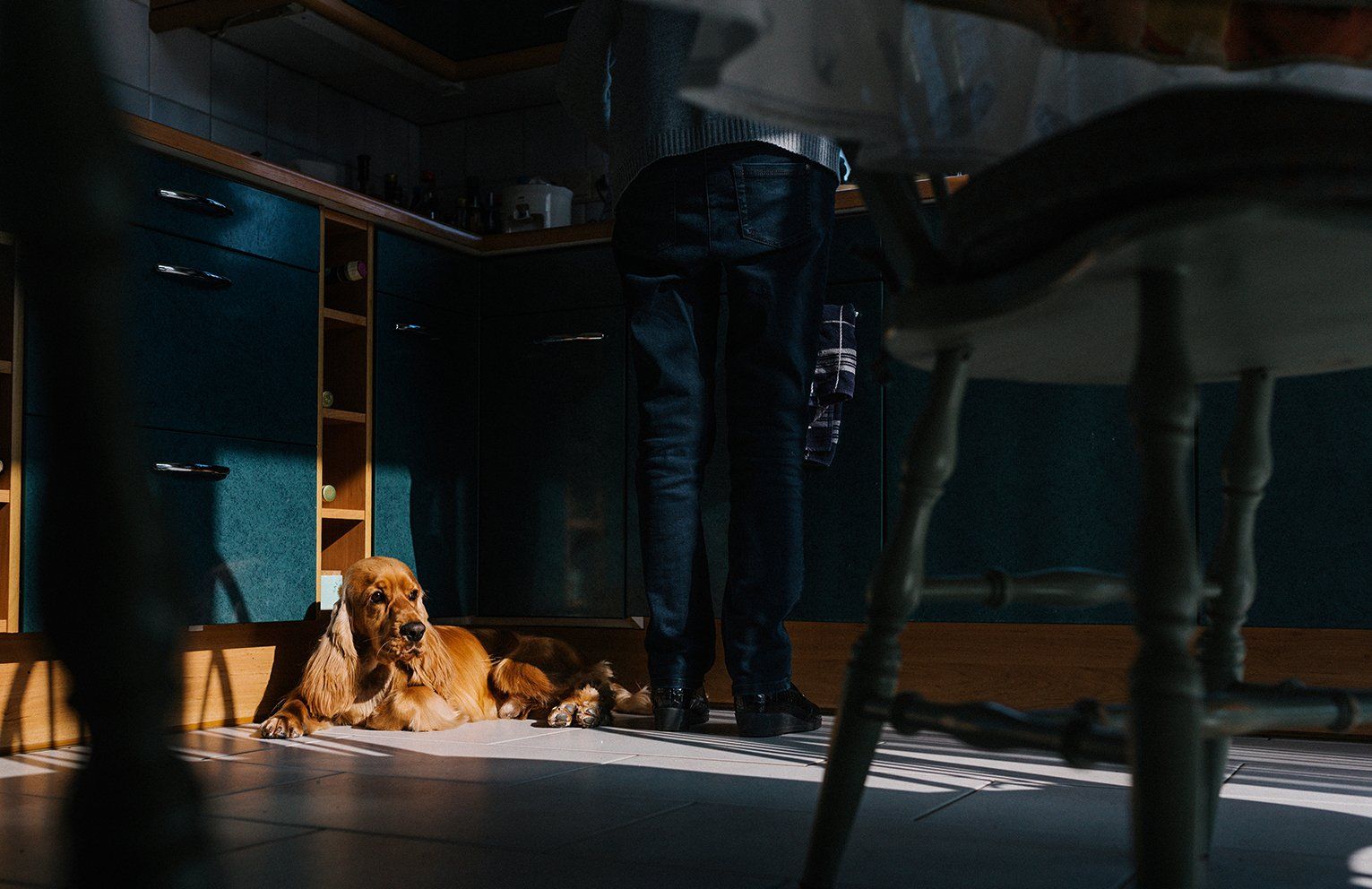 Baas en Beest Fotografie, huisdieren fotografie, huisdieren fotograaf, honden fotografie, honden fotograaf