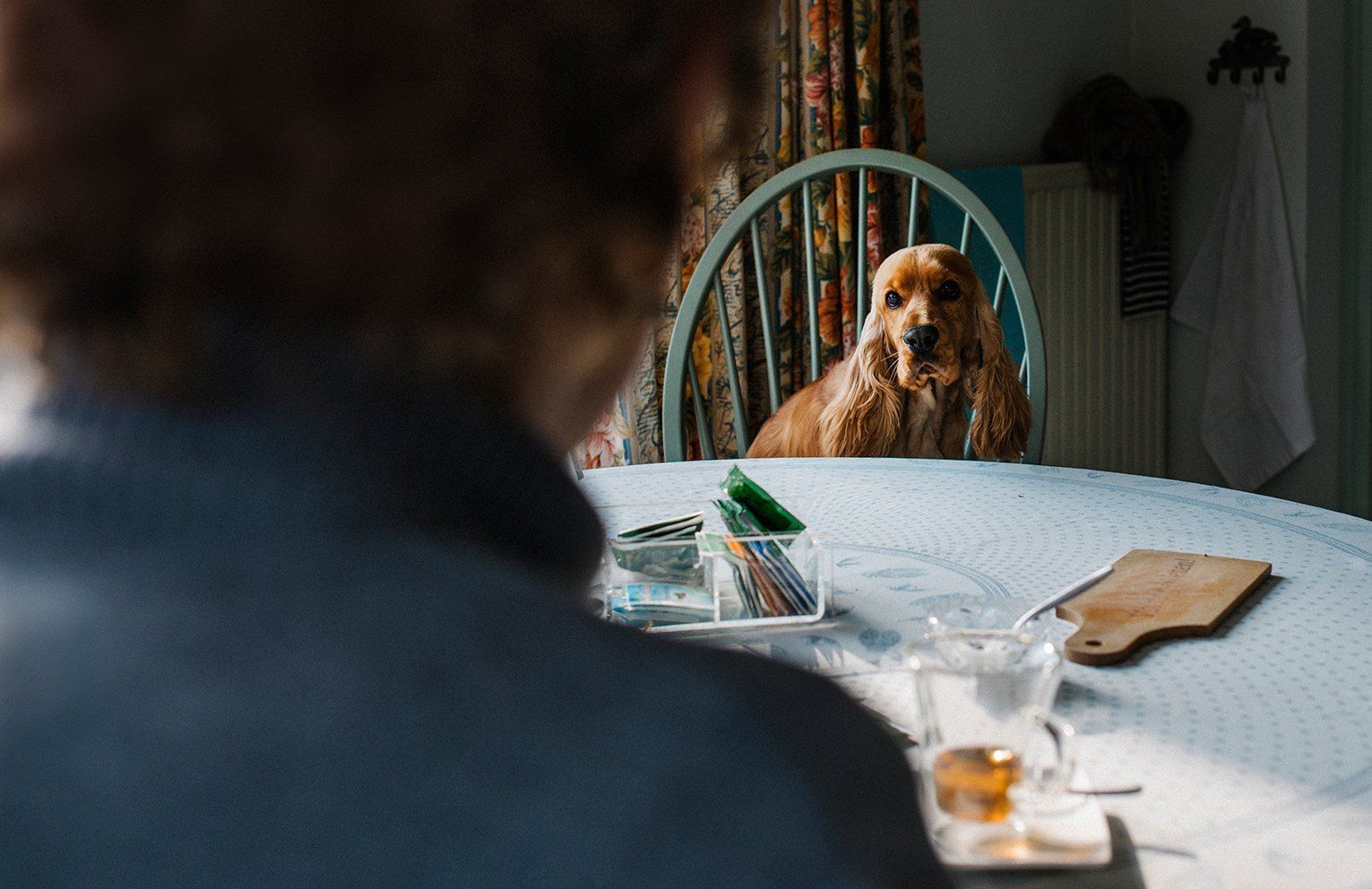 Baas en Beest Fotografie, huisdieren fotografie, huisdieren fotograaf, honden fotografie, honden fotograaf