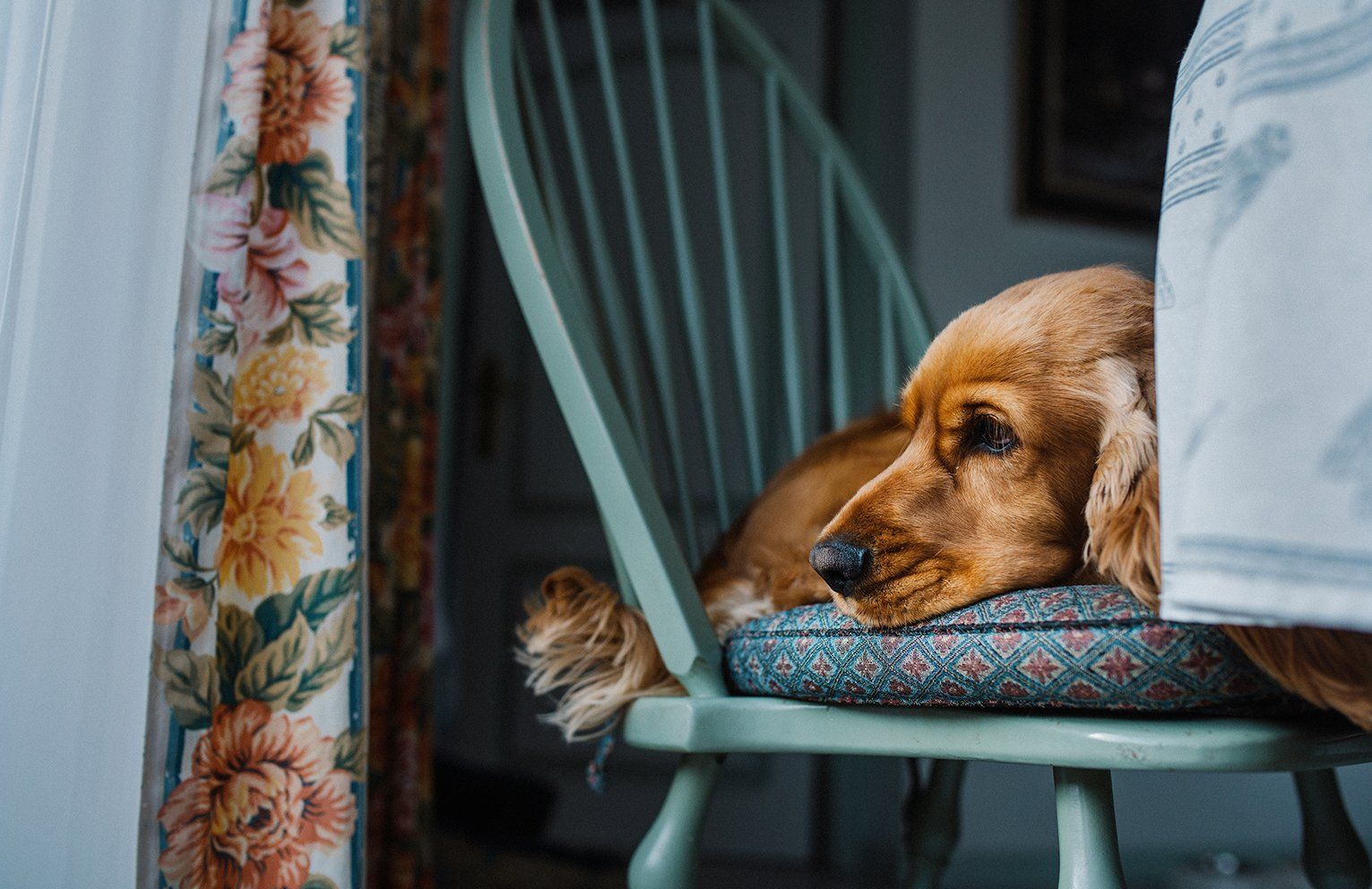 Baas en Beest Fotografie, huisdieren fotografie, huisdieren fotograaf, honden fotografie, honden fotograaf
