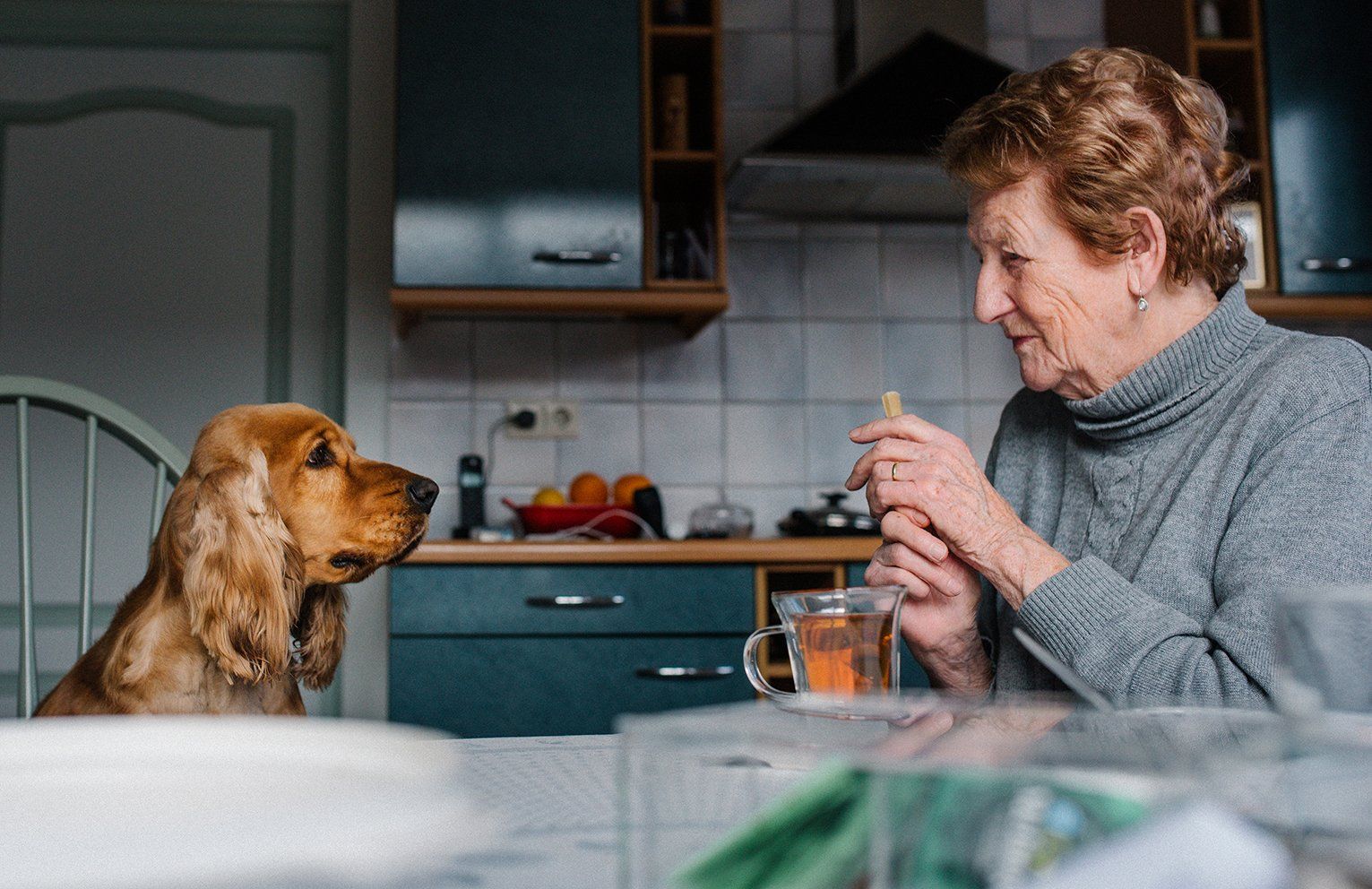 Baas en Beest Fotografie, huisdieren fotografie, huisdieren fotograaf, honden fotografie, honden fot