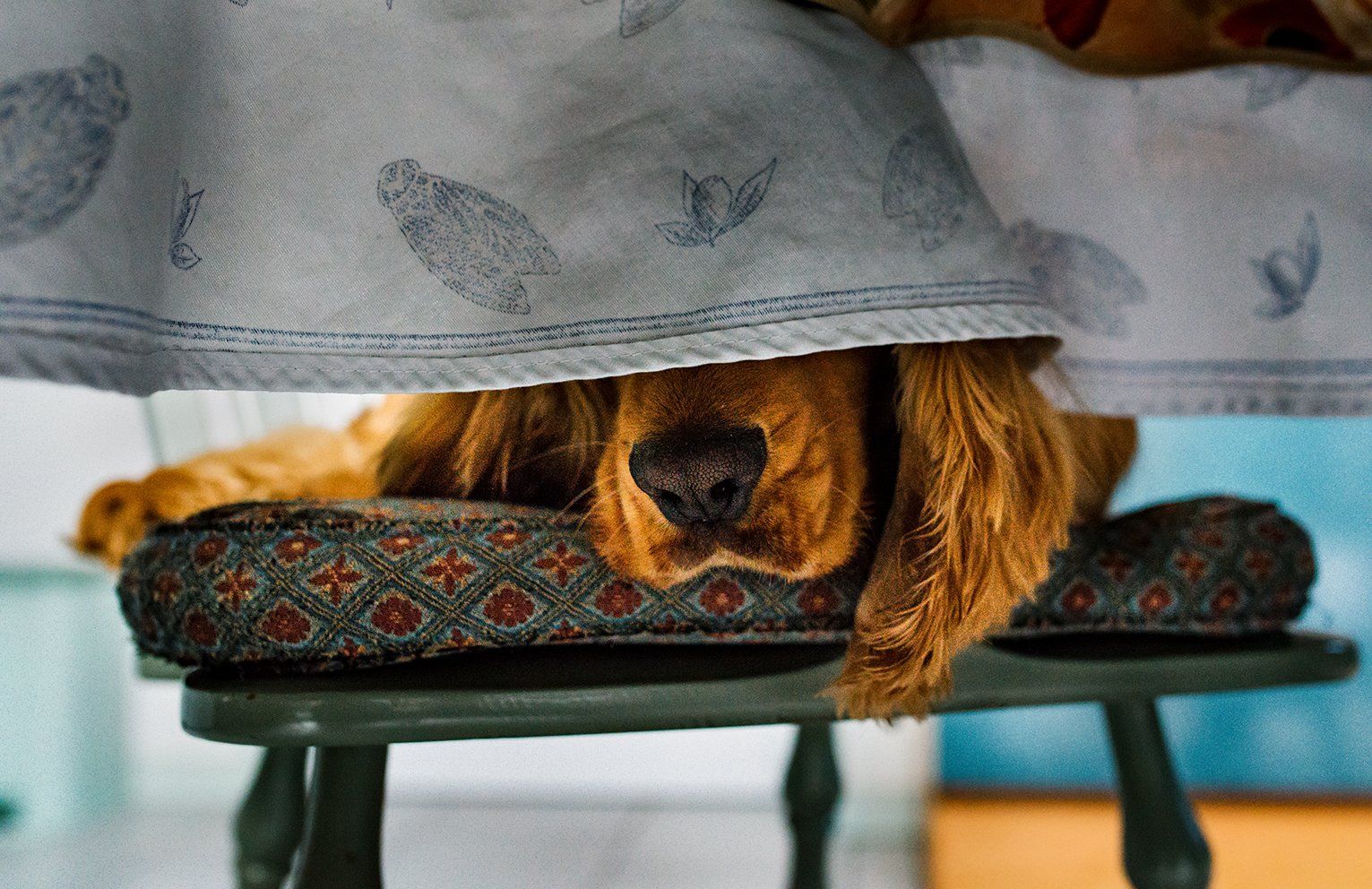 Baas en Beest Fotografie, huisdieren fotografie, huisdieren fotograaf, honden fotografie, honden fotograaf