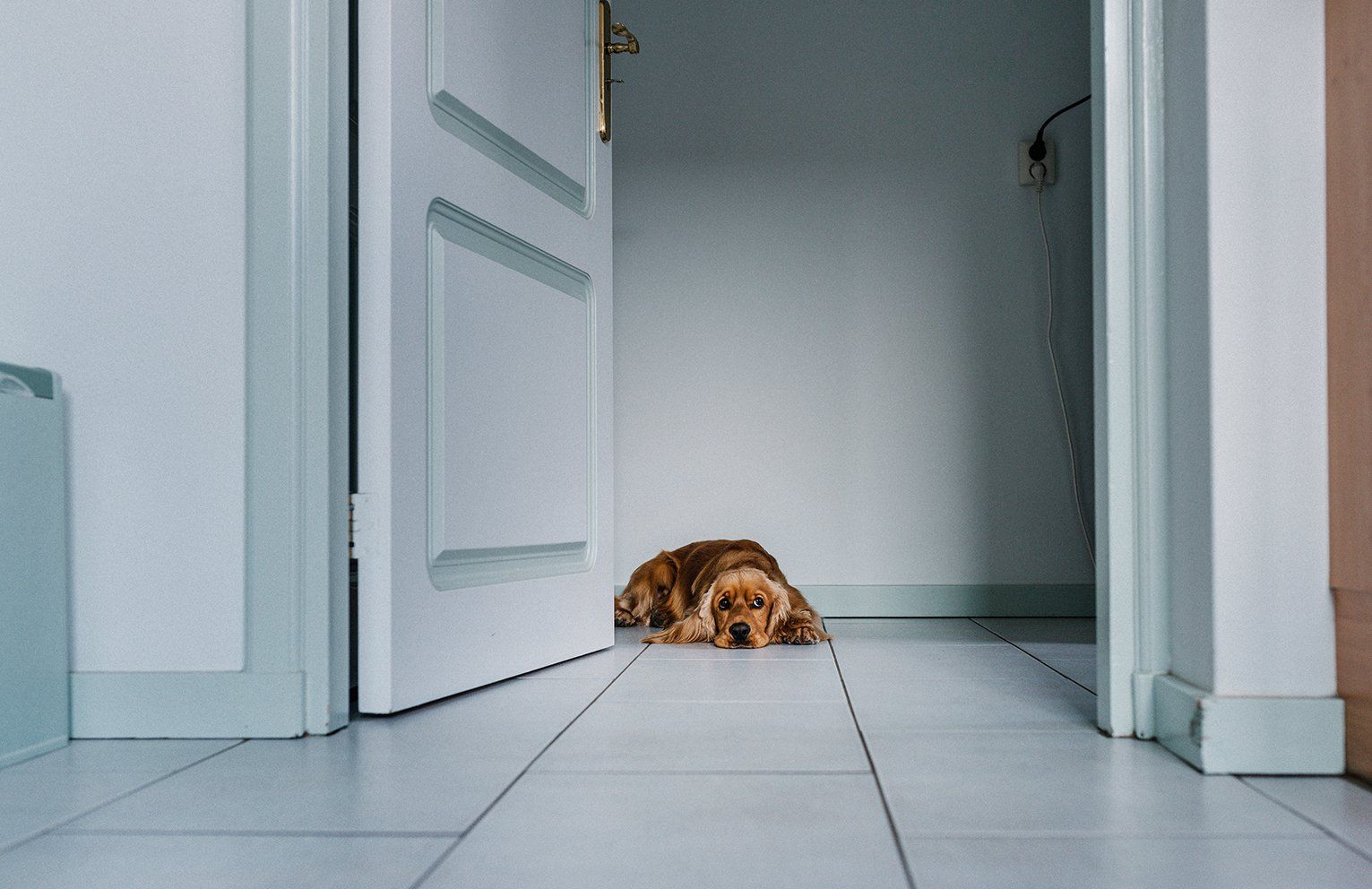 Baas en Beest Fotografie, huisdieren fotografie, huisdieren fotograaf, honden fotografie, honden fotograaf