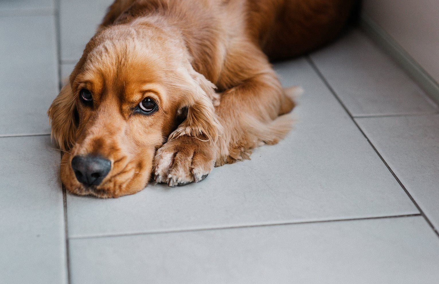 Baas en Beest Fotografie, huisdieren fotografie, huisdieren fotograaf, honden fotografie, honden fotograaf