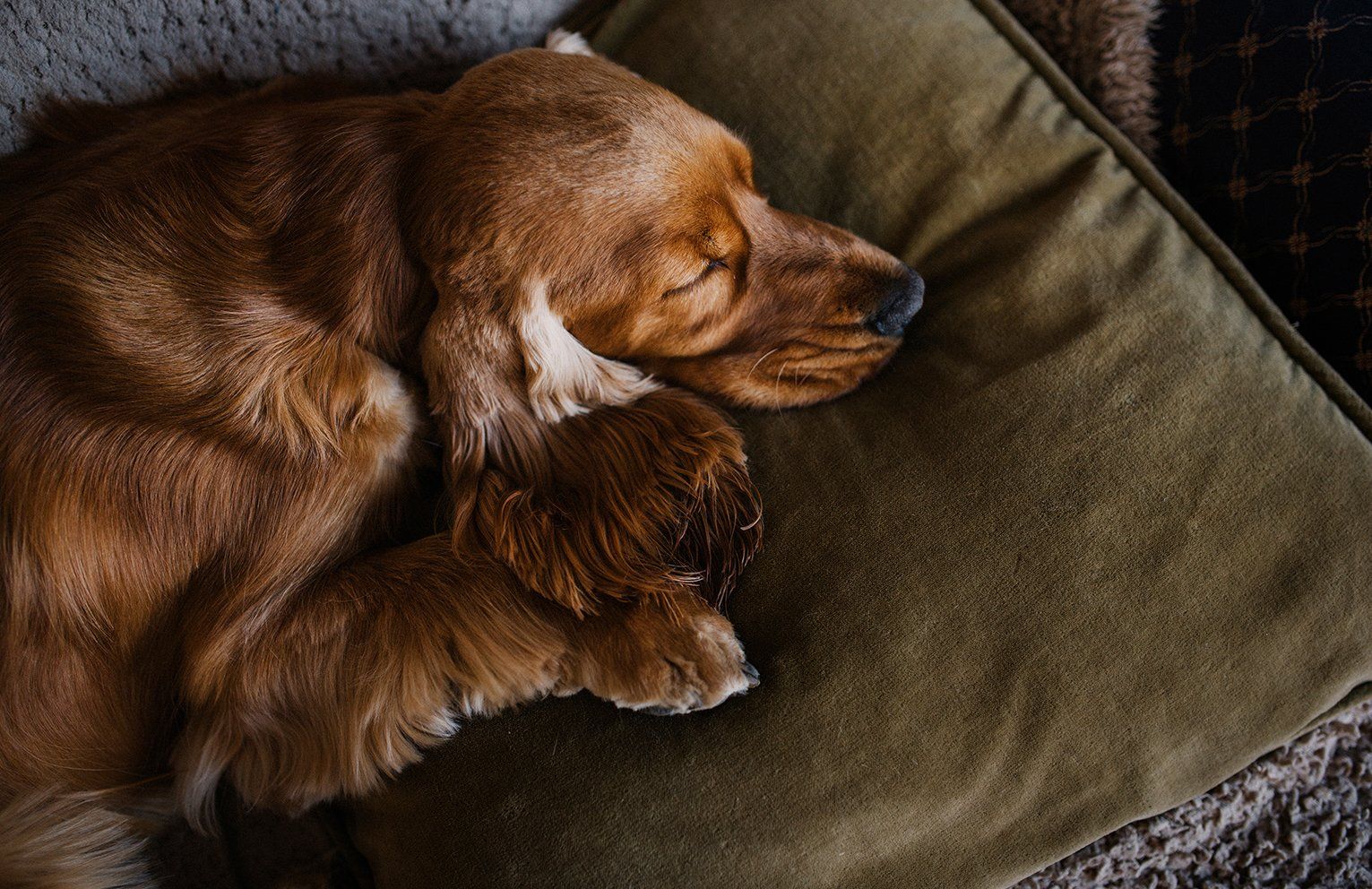 Baas en Beest Fotografie, huisdieren fotografie, huisdieren fotograaf, honden fotografie, honden fotograaf