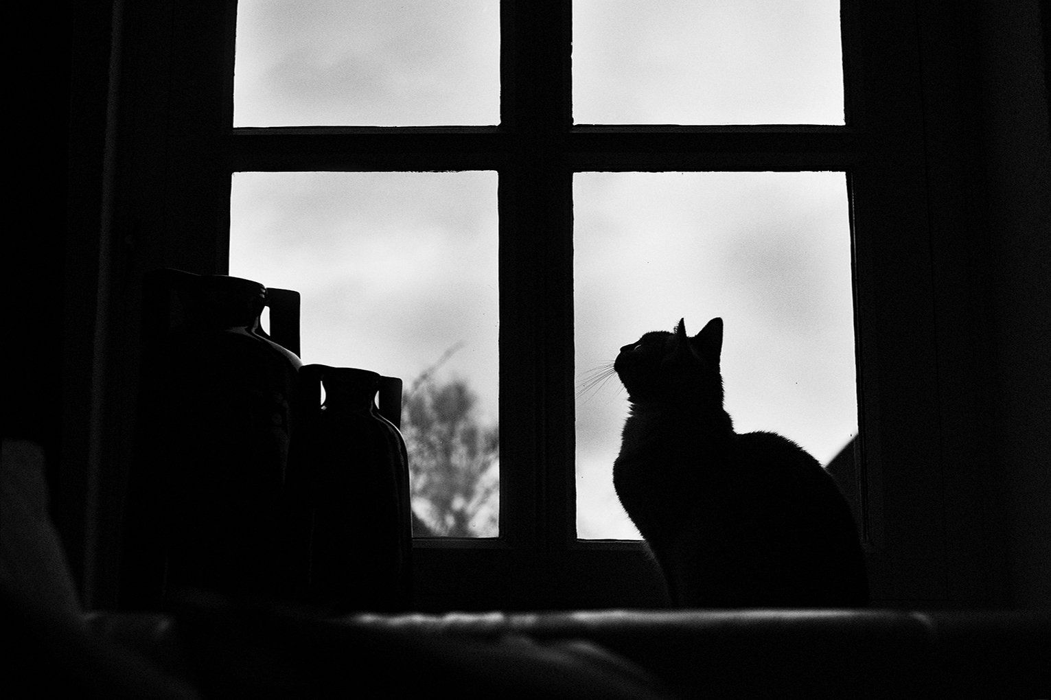 Baas en Beest Fotografie, huisdieren fotografie, huisdieren fotograaf, honden fotografie, honden fotograaf