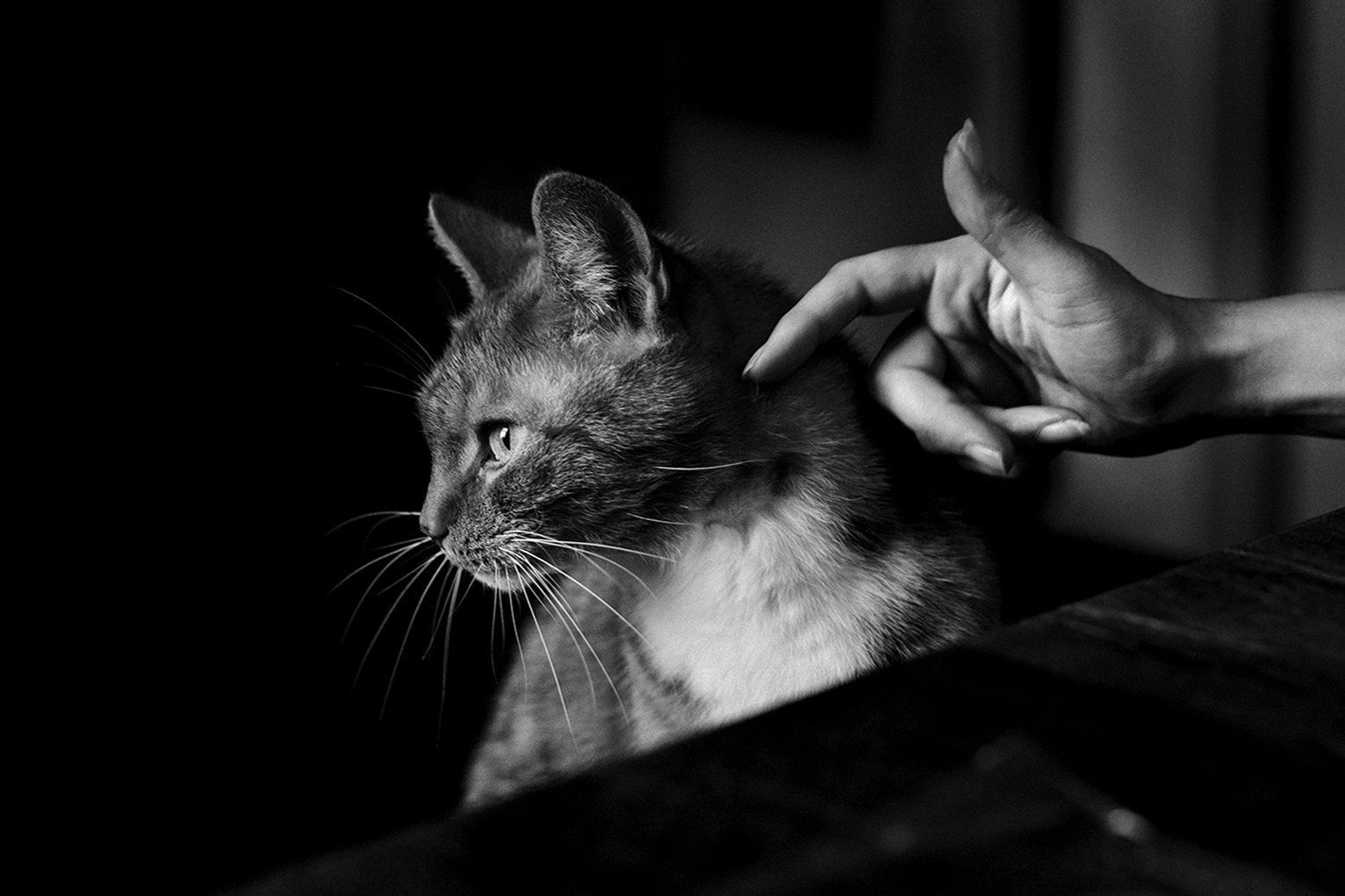 Baas en Beest Fotografie, huisdieren fotografie, huisdieren fotograaf, honden fotografie, honden fotograaf