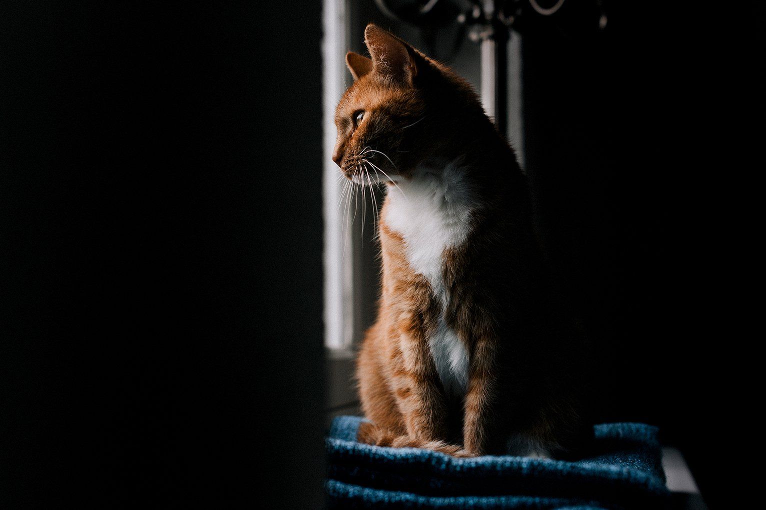 Baas en Beest Fotografie, huisdieren fotografie, huisdieren fotograaf, honden fotografie, honden fotograaf