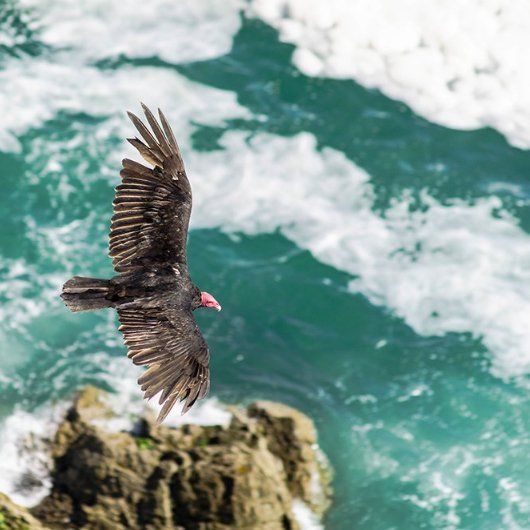 A bird is flying over a body of water.