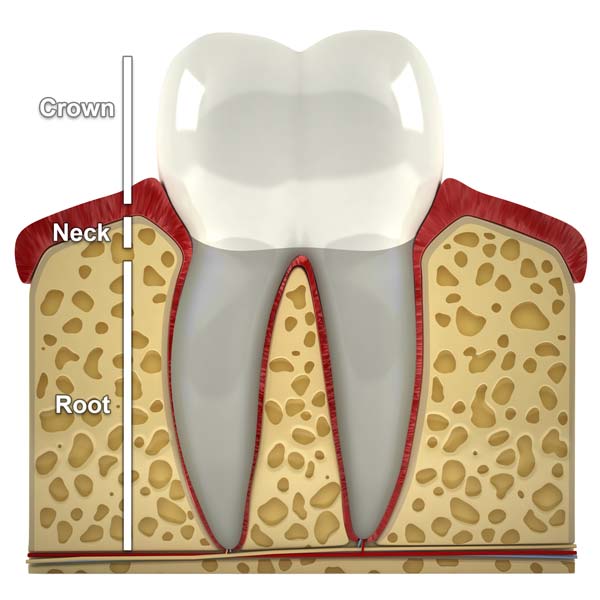 Root Canal Therapy