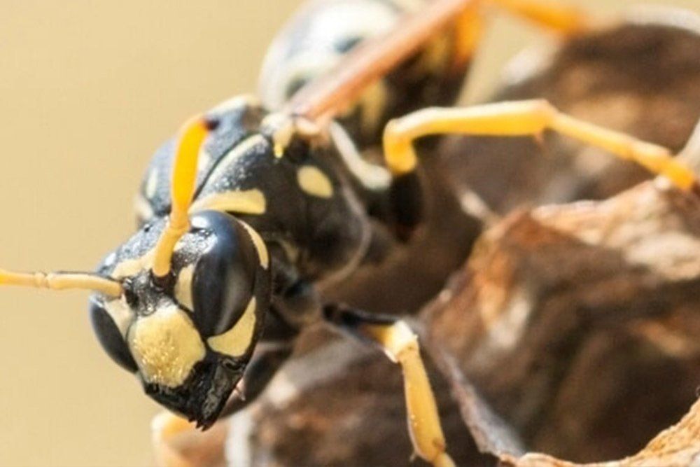 Pest — Pest Control in Anna Bay, NSW Pest — Pest Control in Anna Bay, NSW