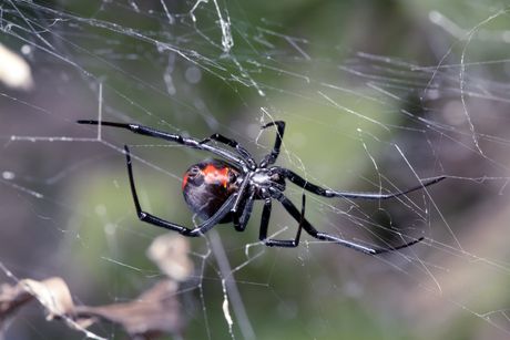 Redback Spider — Pest Control in Anna Bay, NSW Redback Spider — Pest Control in Anna Bay, NSW