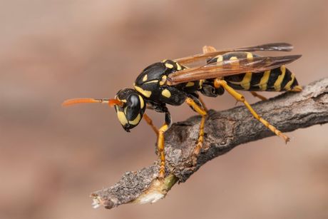 Wasp — Pest Control in Anna Bay, NSW Wasp — Pest Control in Anna Bay, NSW