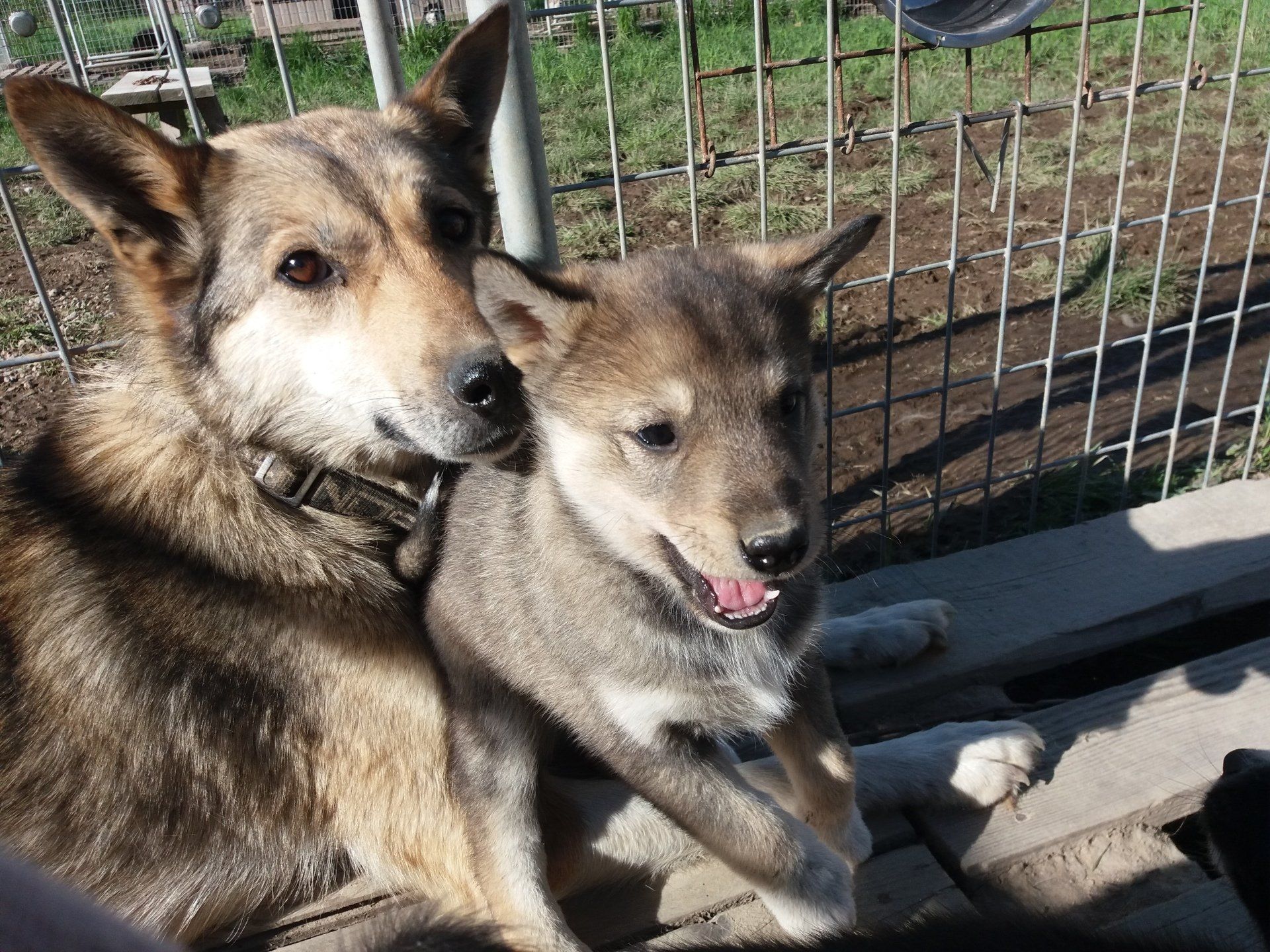 Our huskies