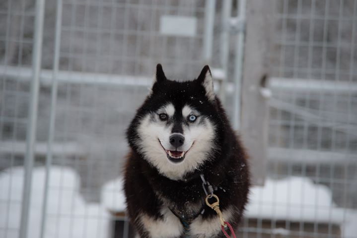 Our huskies
