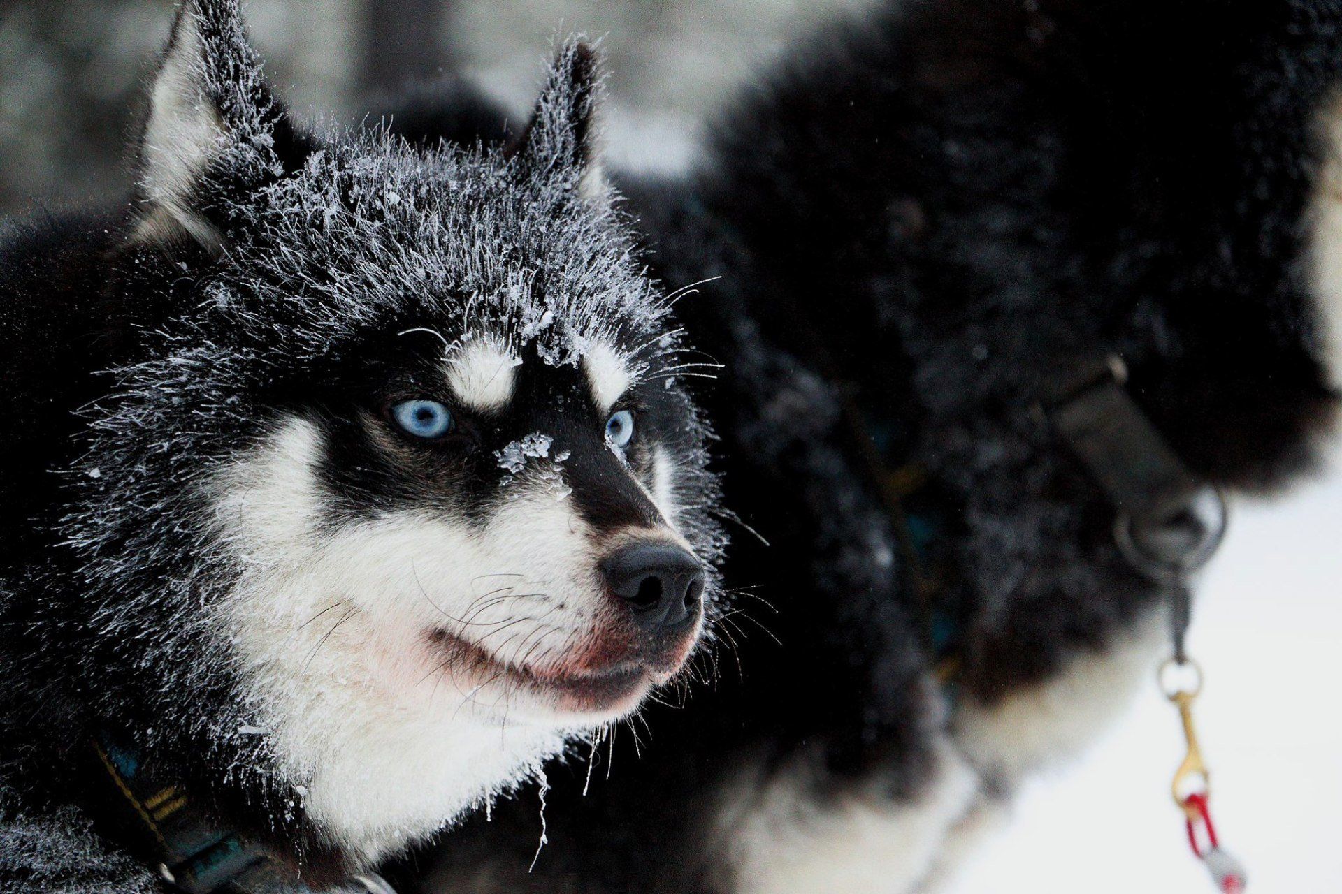Our huskies