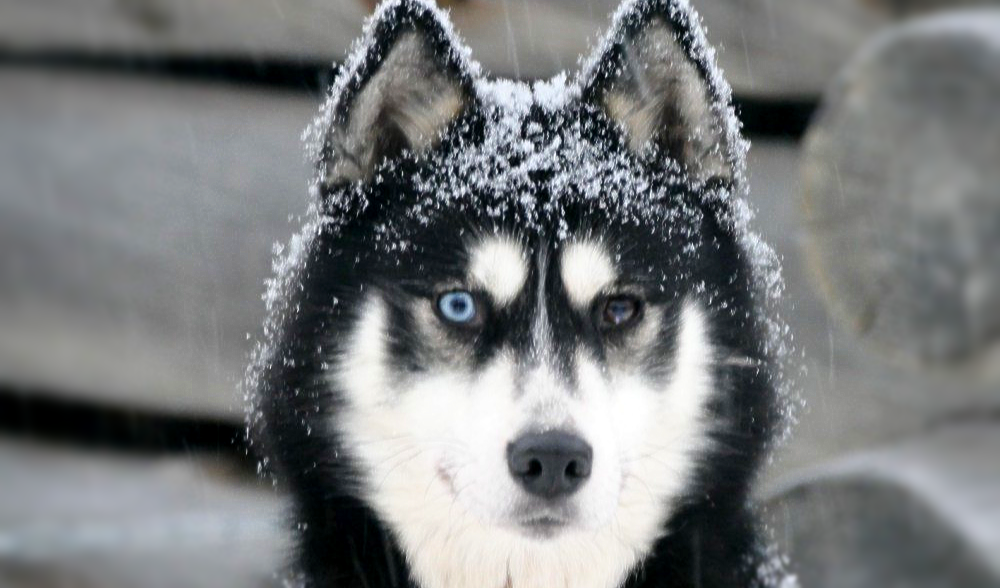 Our huskies