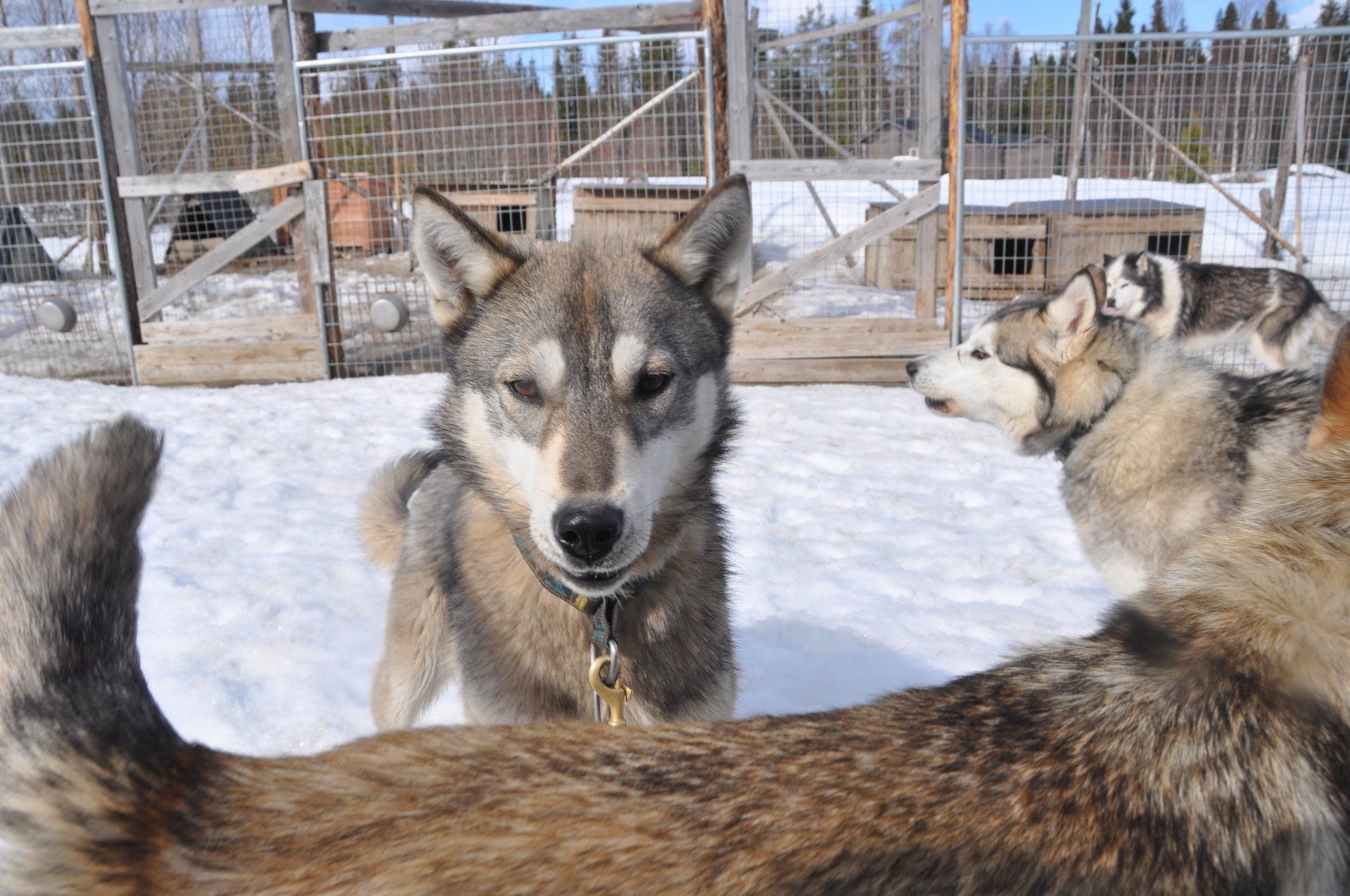 Our huskies wolf trail team