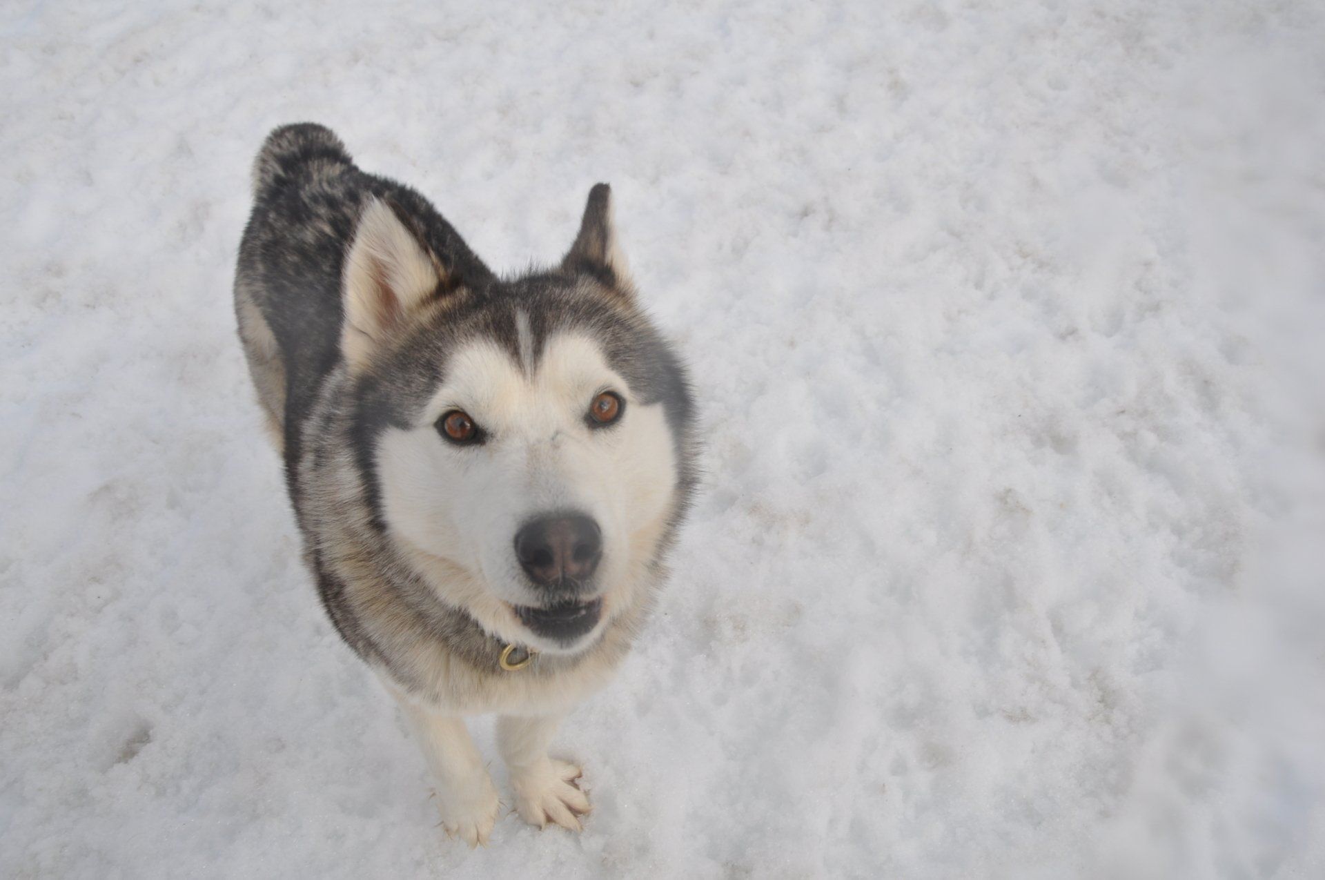 Our huskies wolf trail team