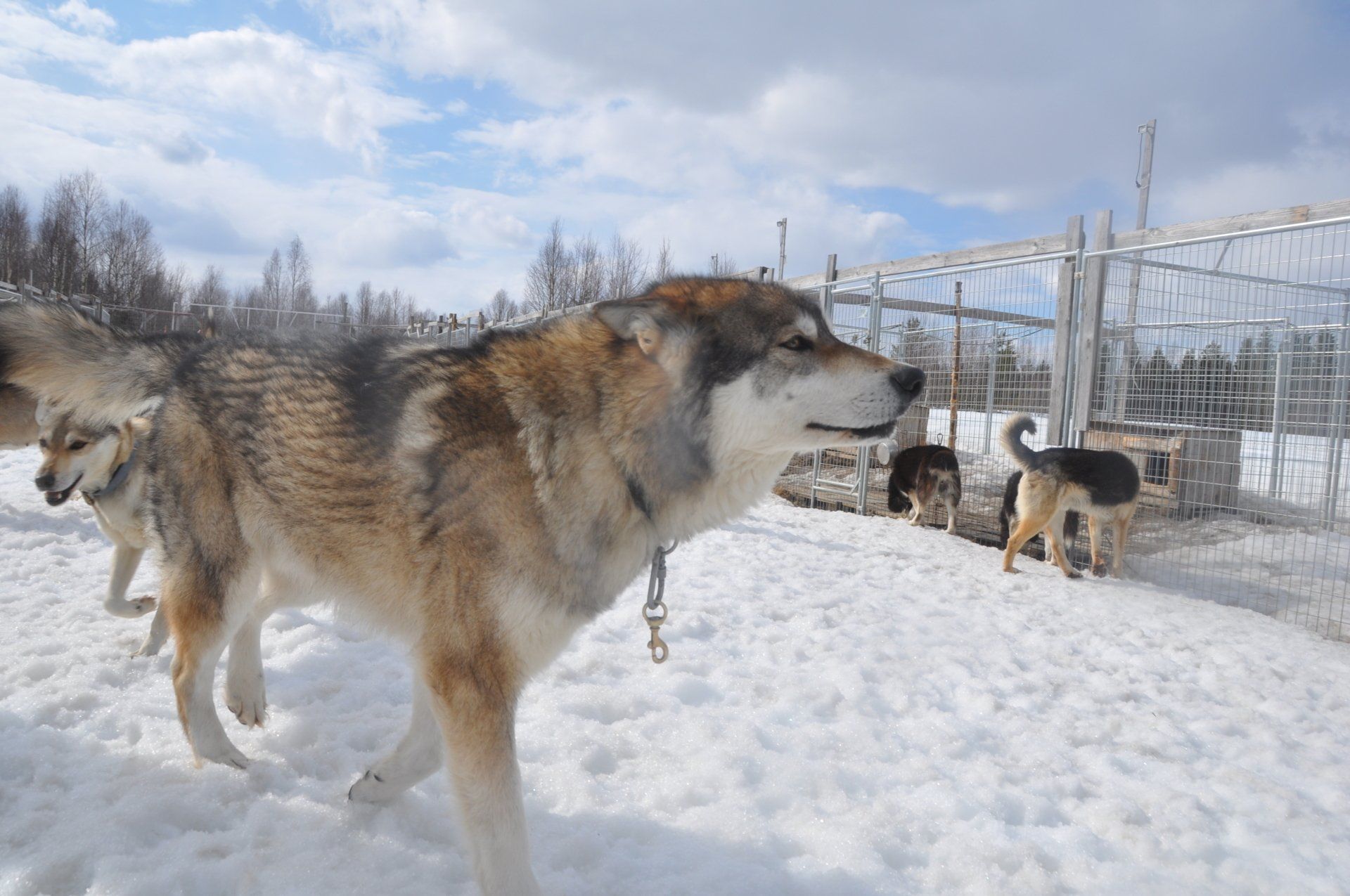 Our huskies