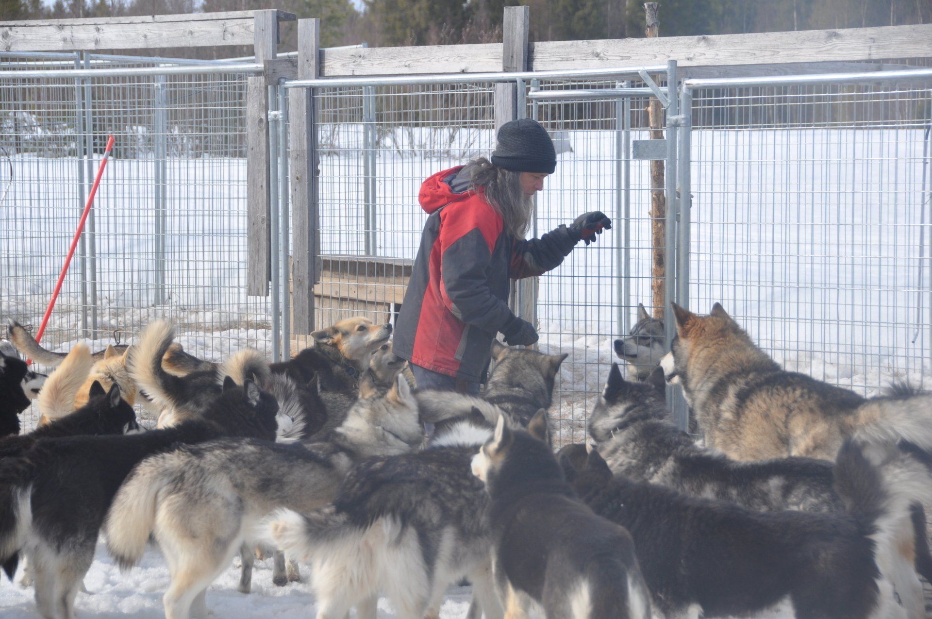 Our huskies