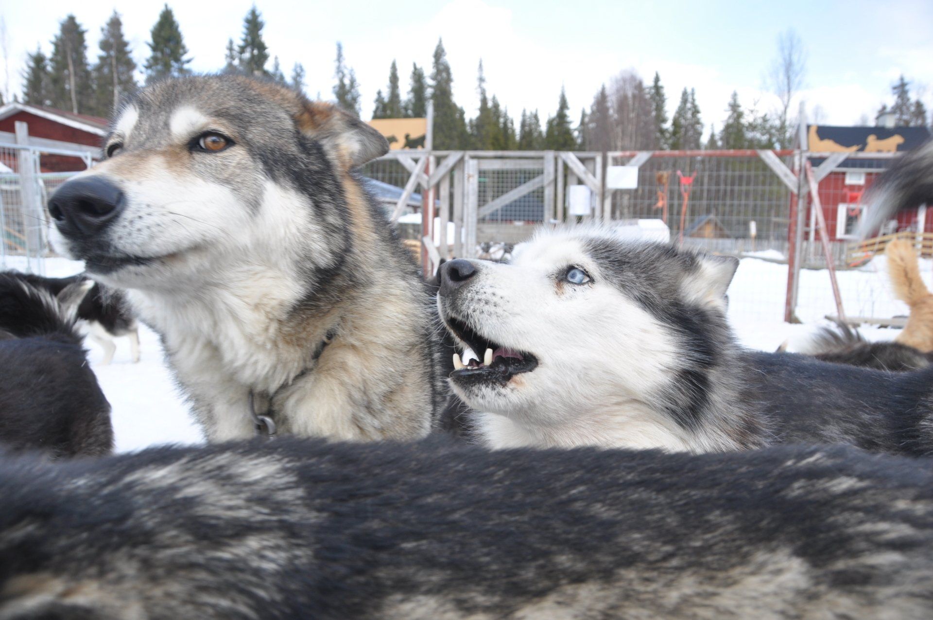 Our huskies