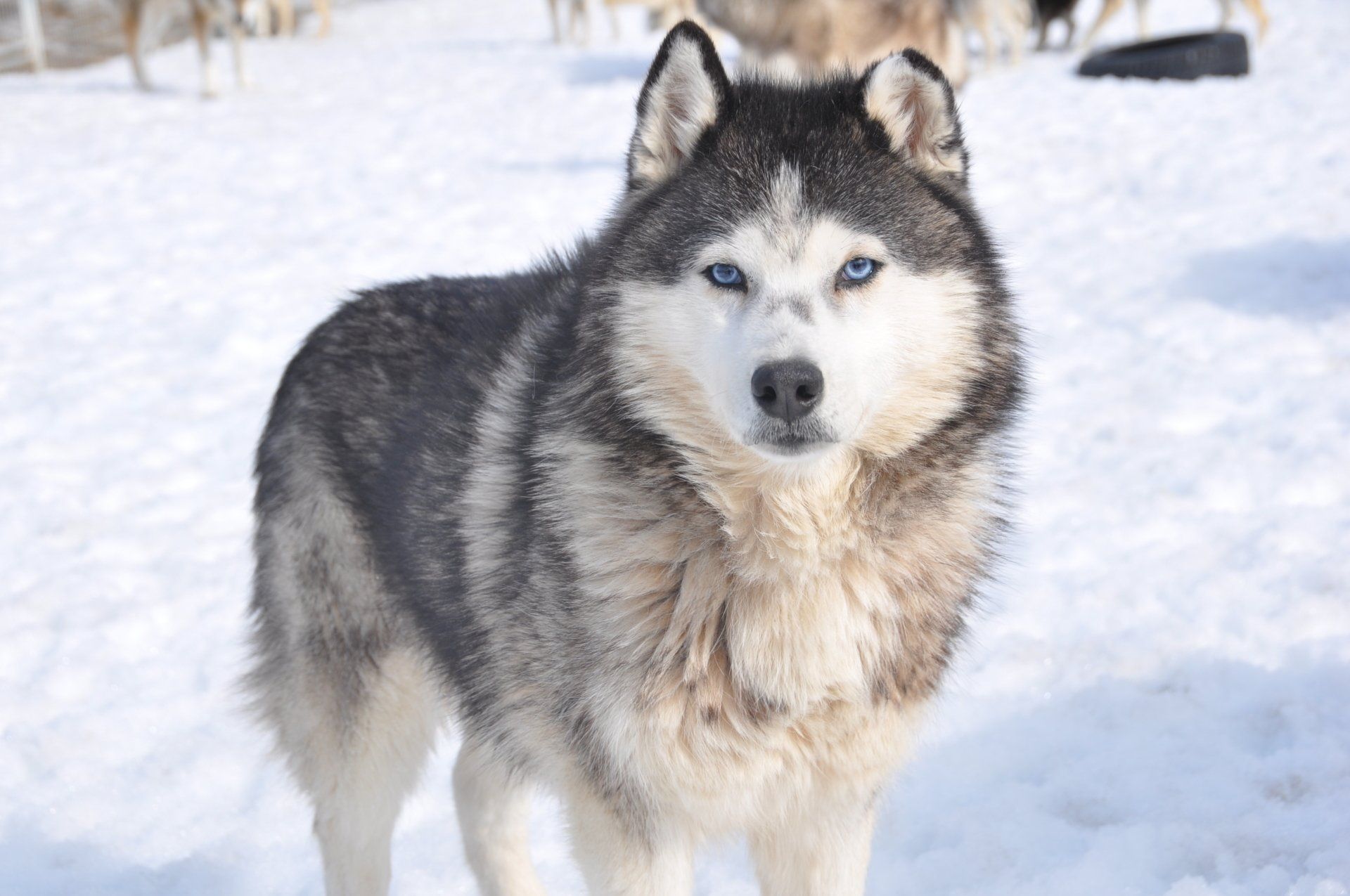 Our huskies wolf trail team