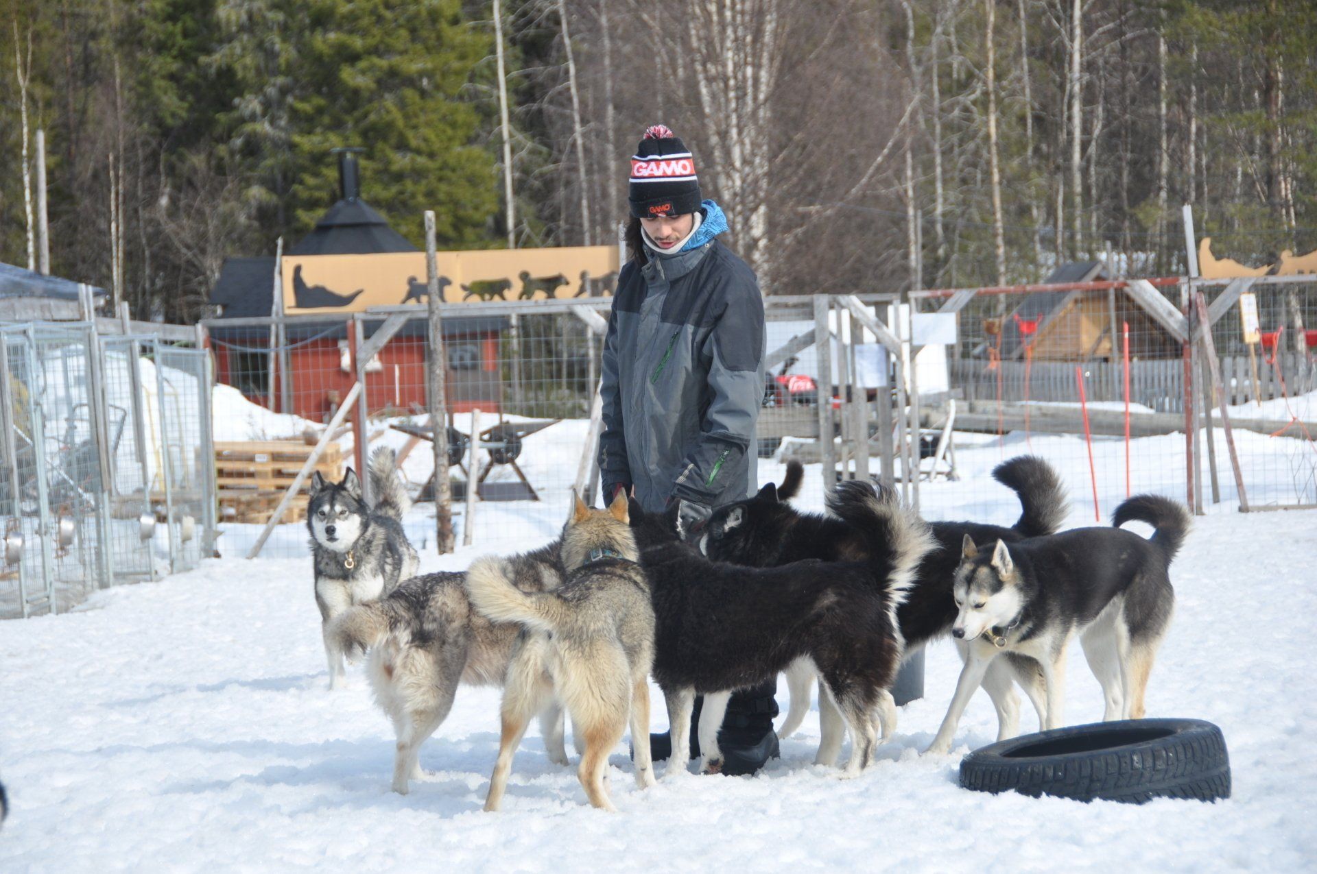 Our huskies wolf trail team