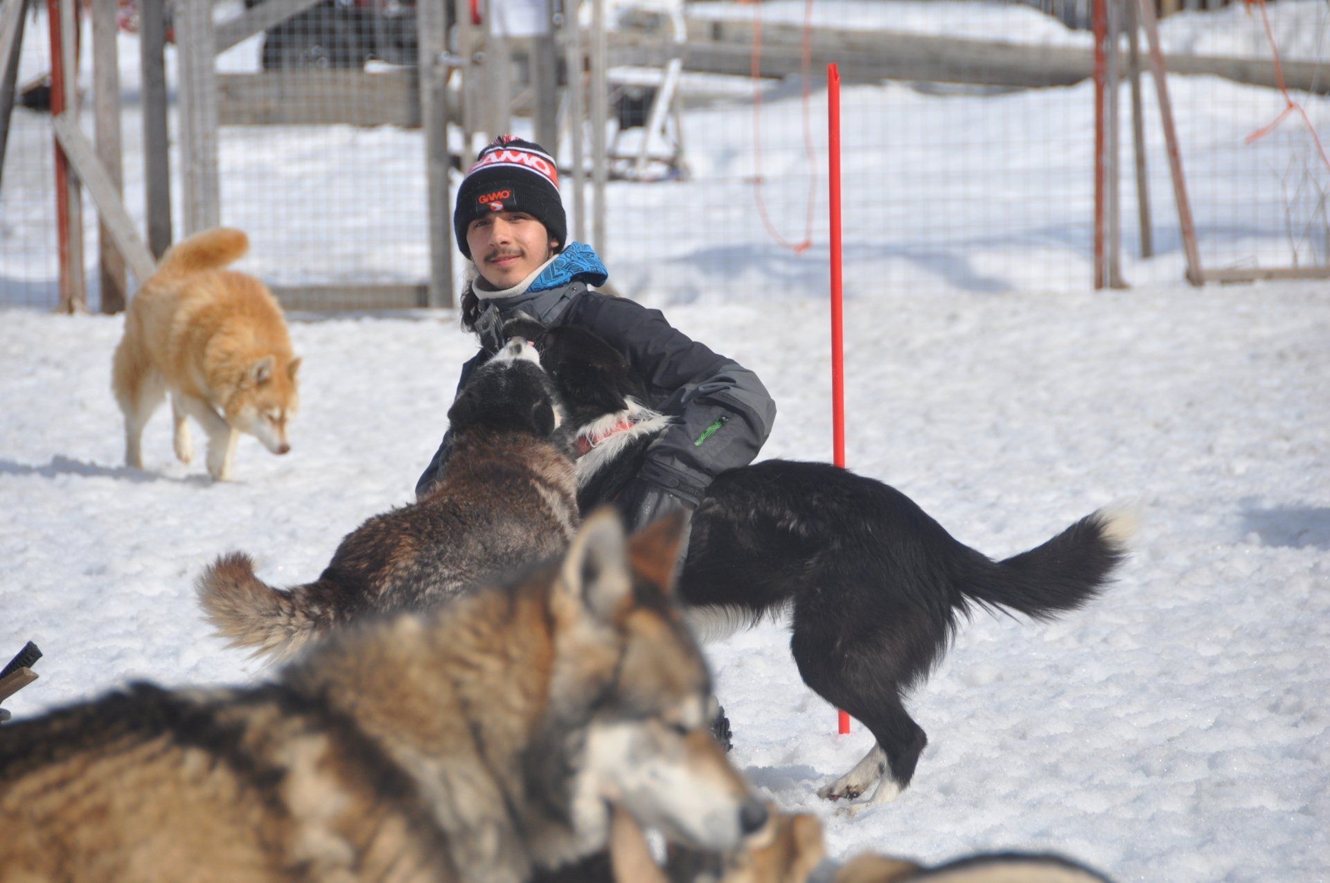 Our huskies
