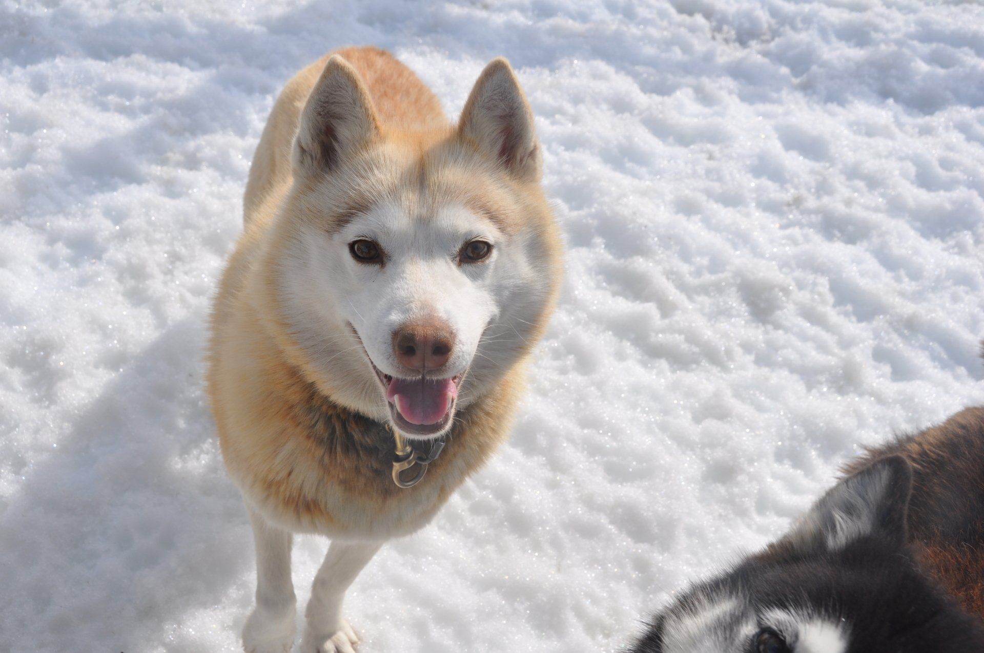 Our huskies