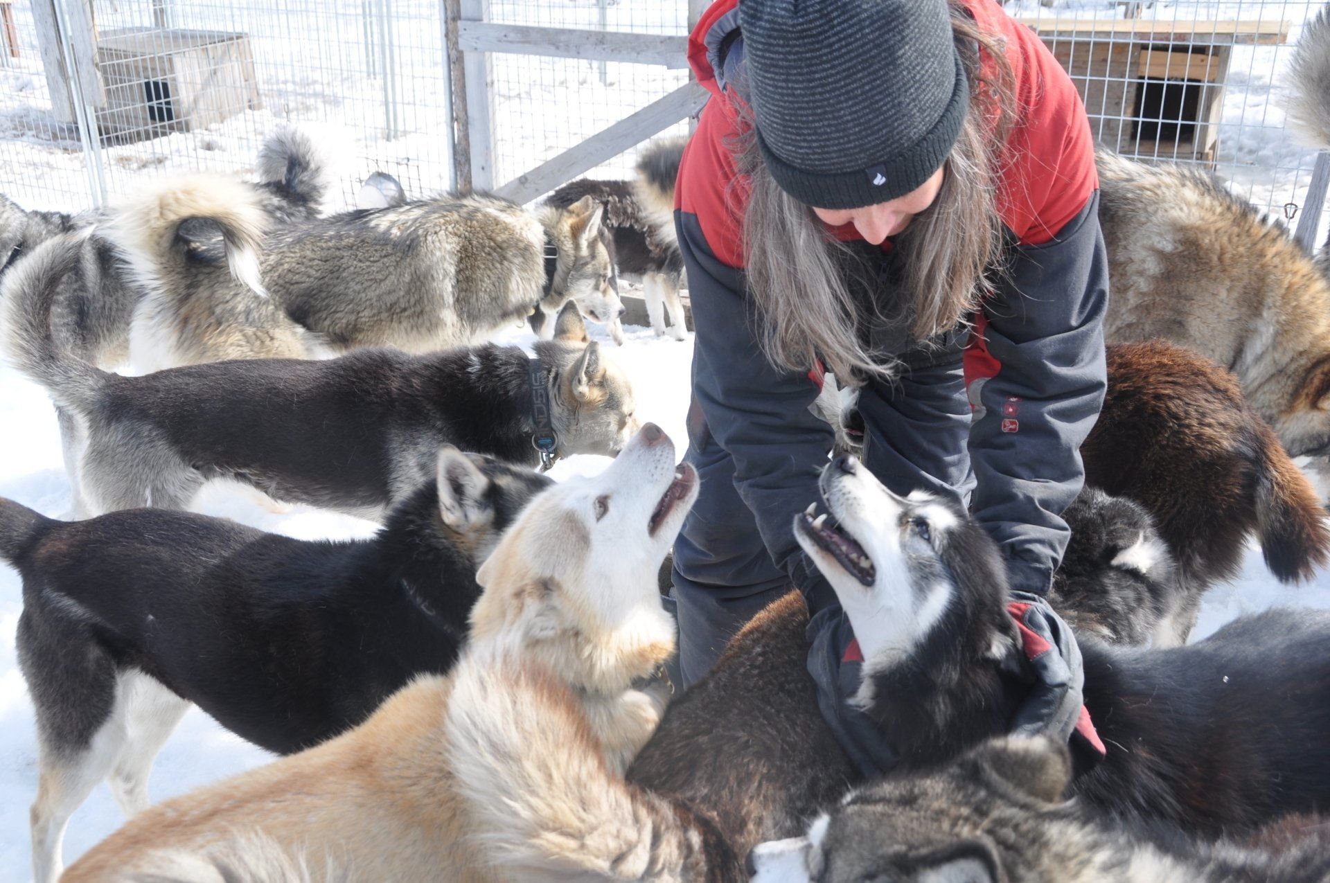 Our huskies wolf trail team