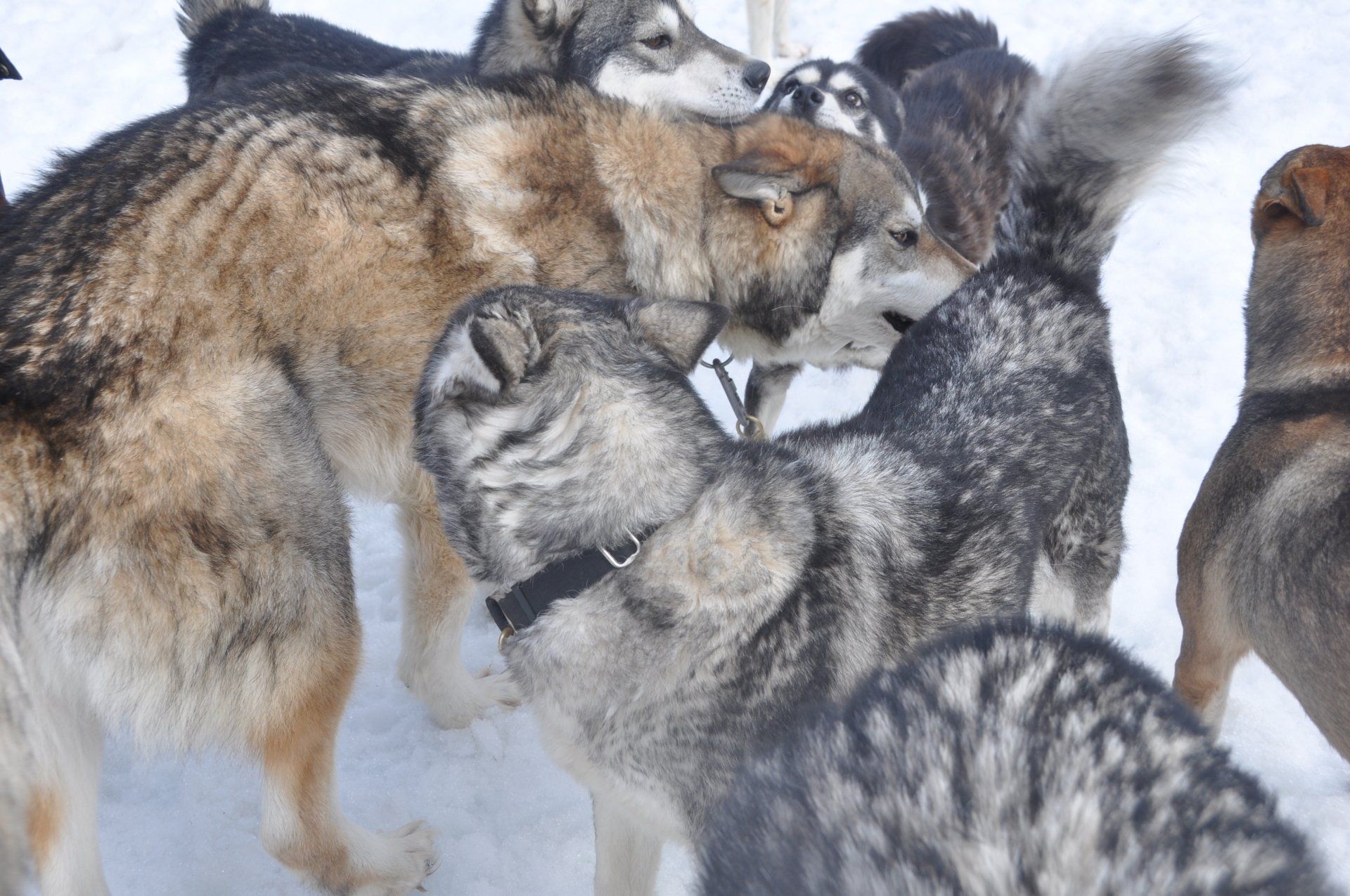 Our huskies