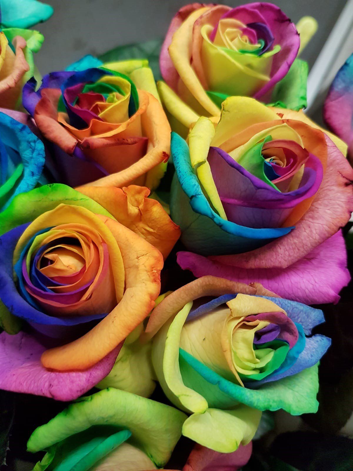 Rose multicolor