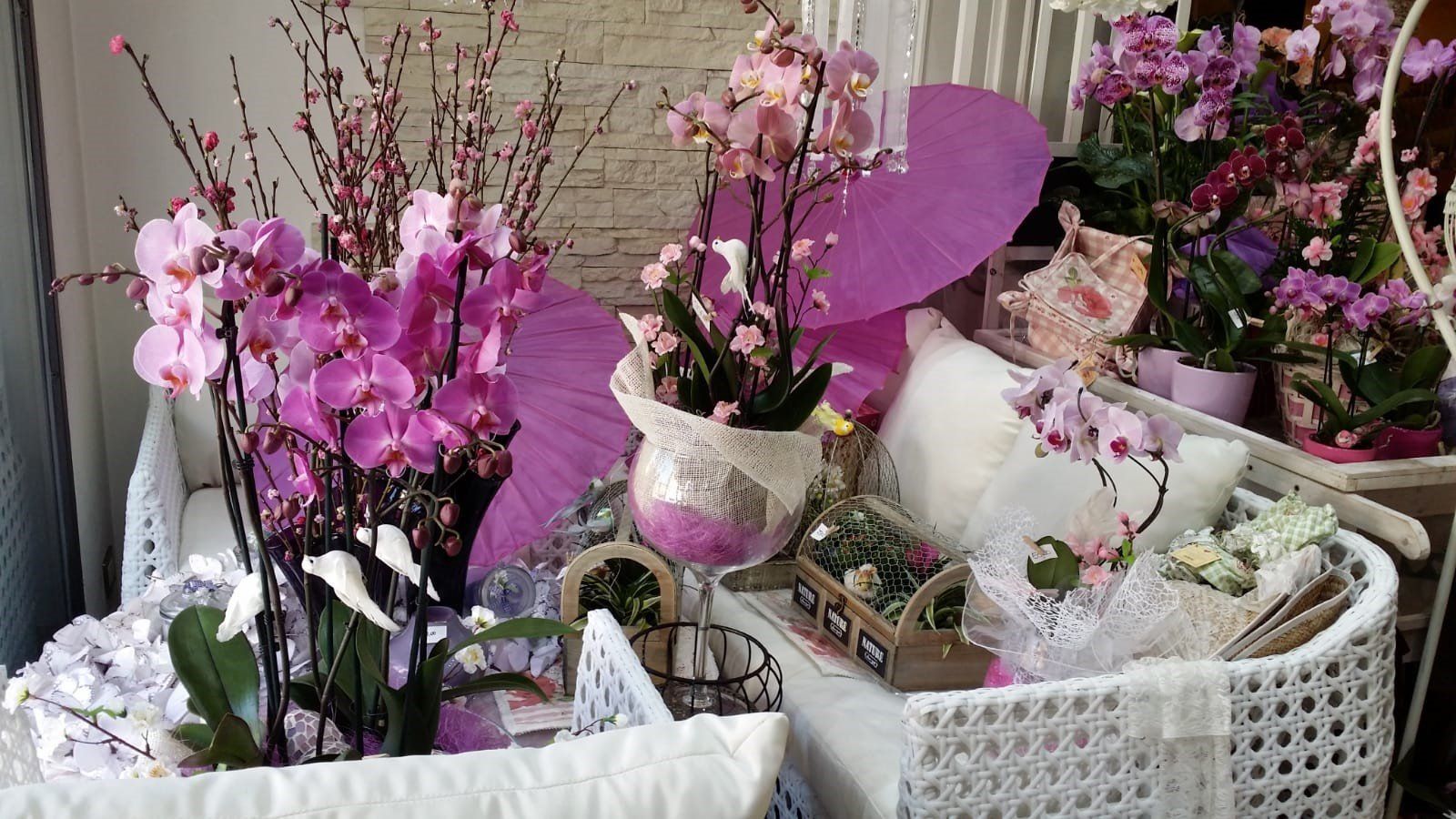 Orchidee