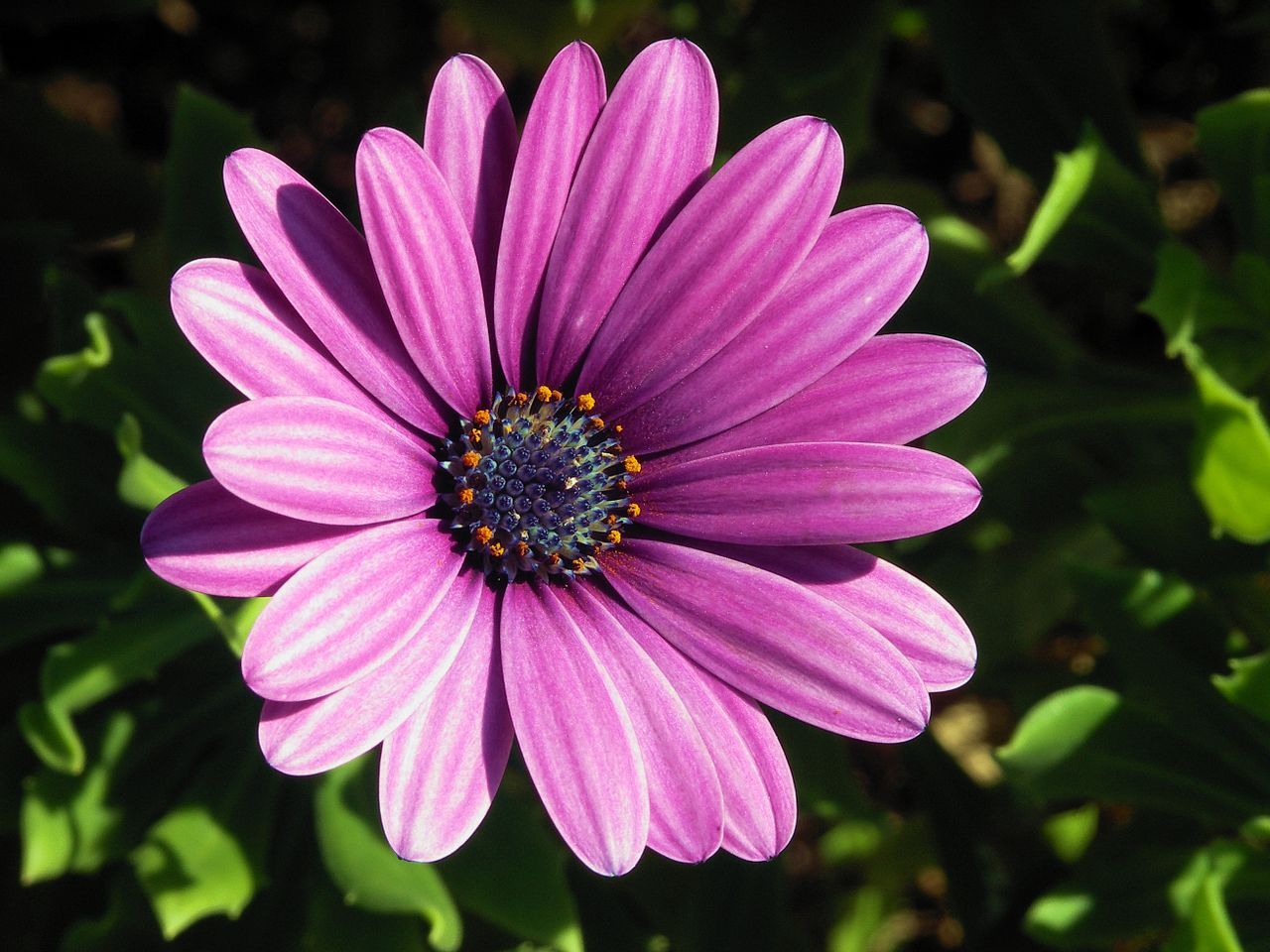 Margherita viola