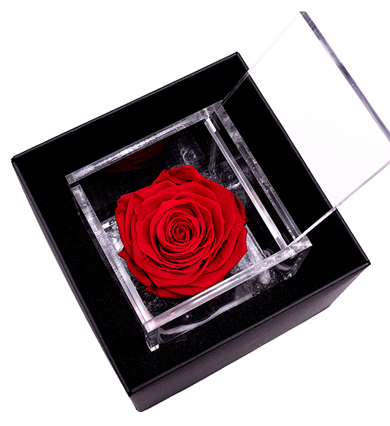Rosa confezionata rossa stabilizzata