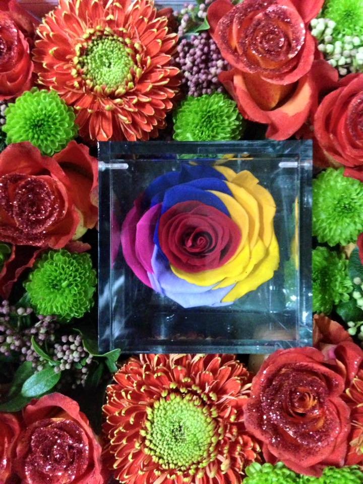 Rosa multicolore con stabilizzazione